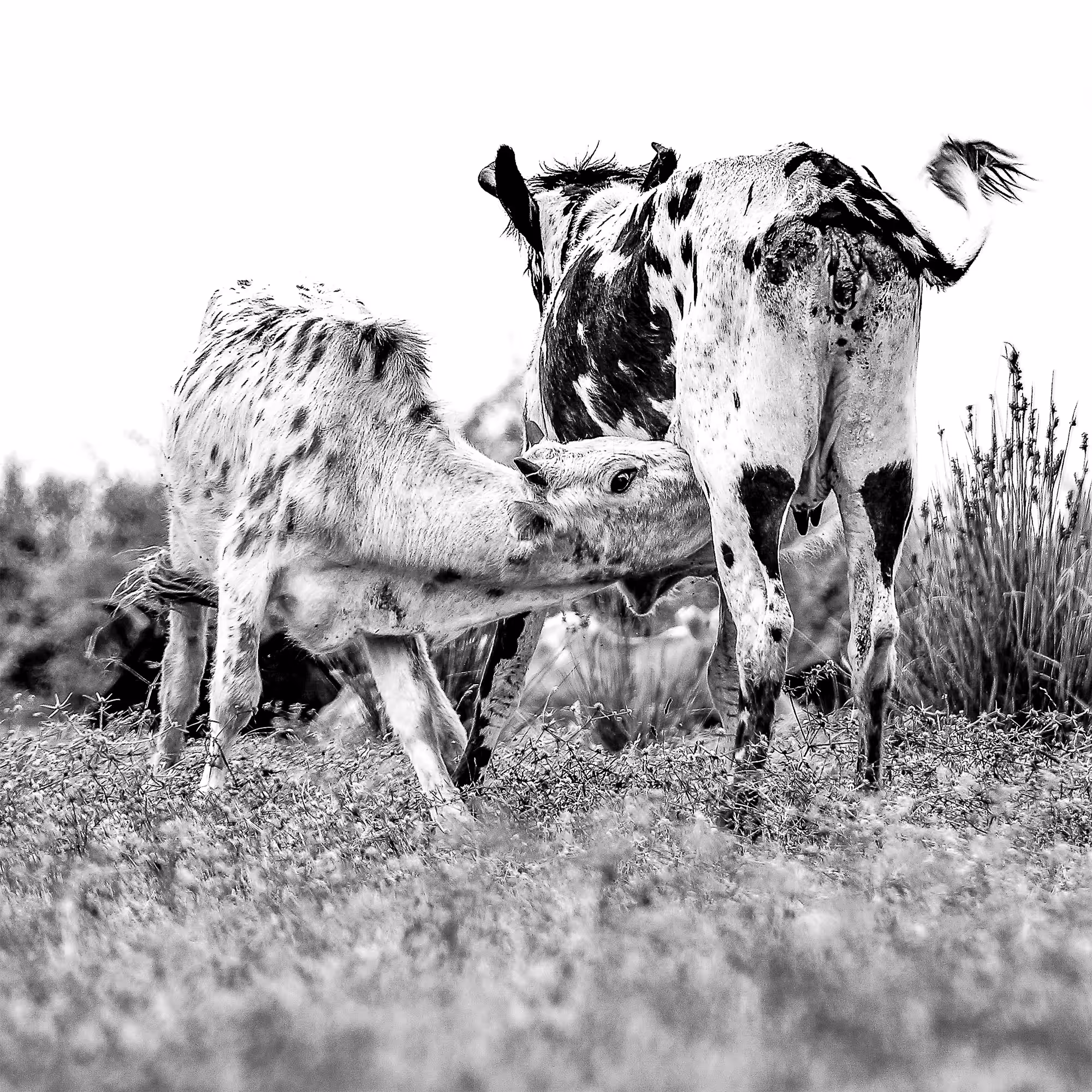 COWS - LOOKING FOR MILK