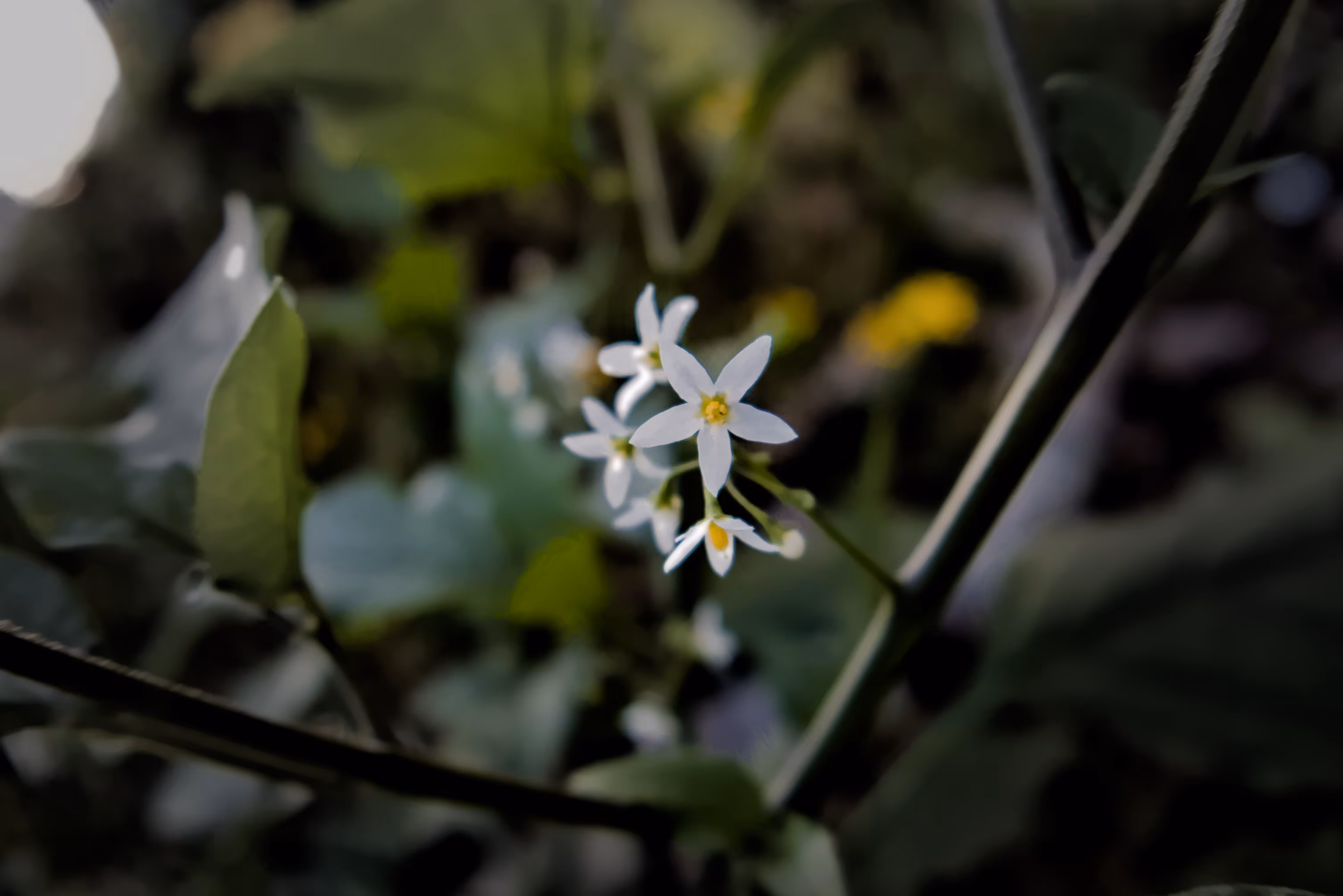 Innocence