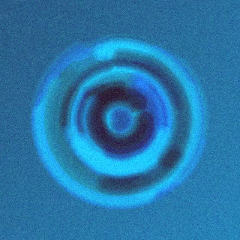 Wisp #261