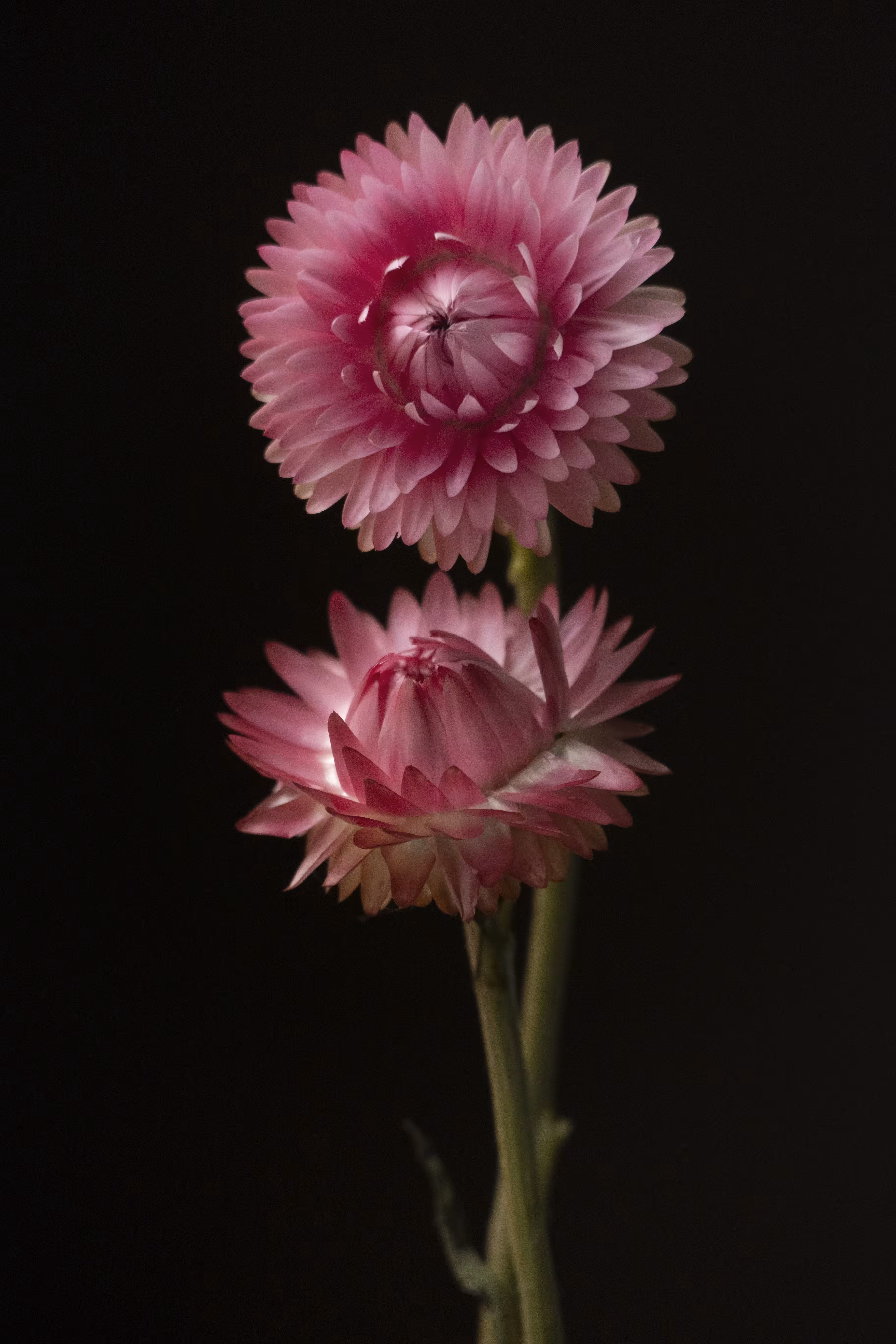 French Flowers #4