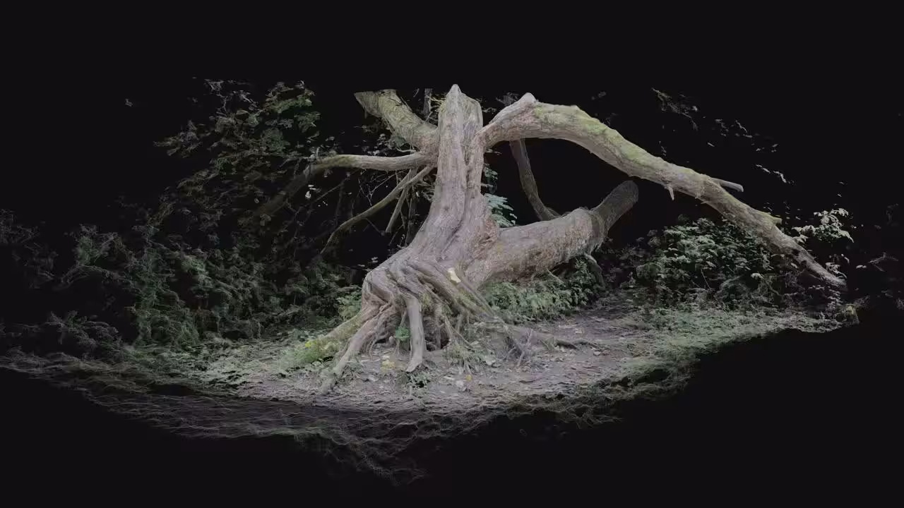 forest ripples