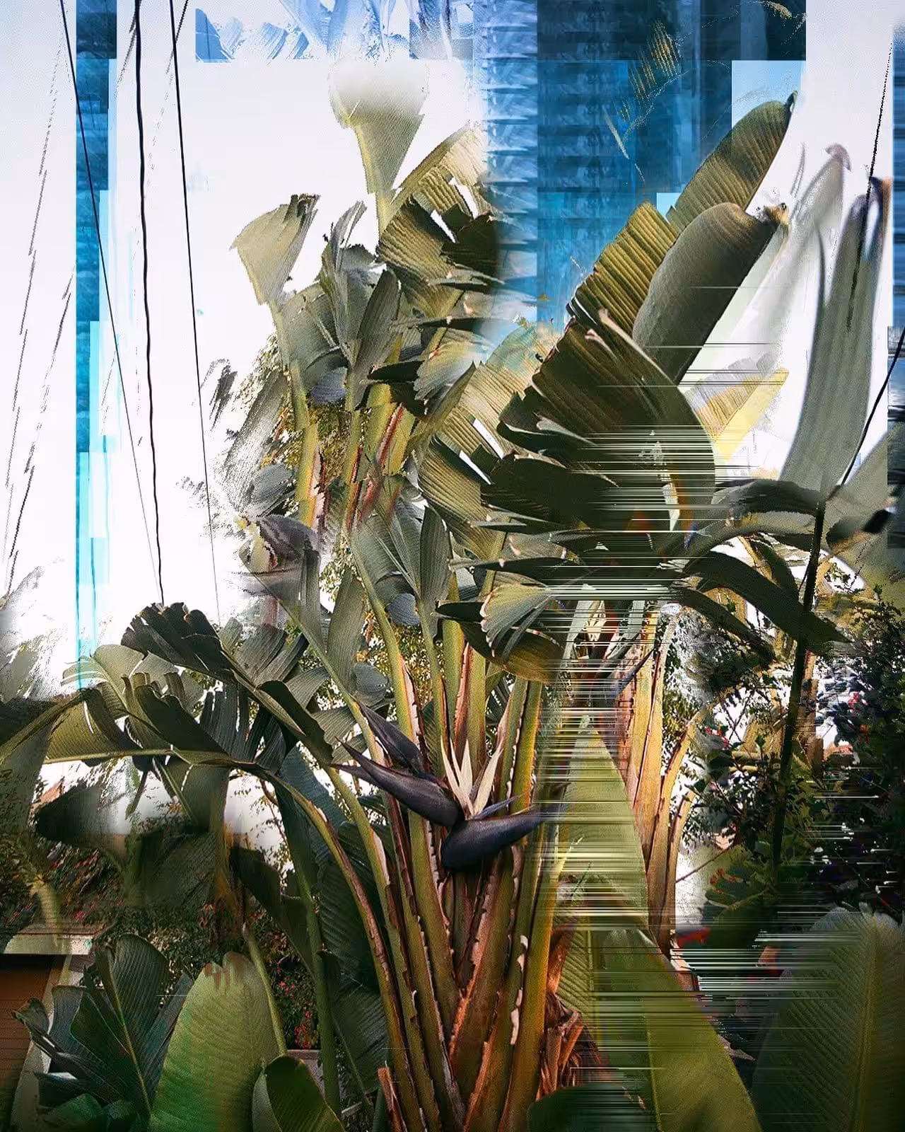 Rodeo posts: 🌴6740