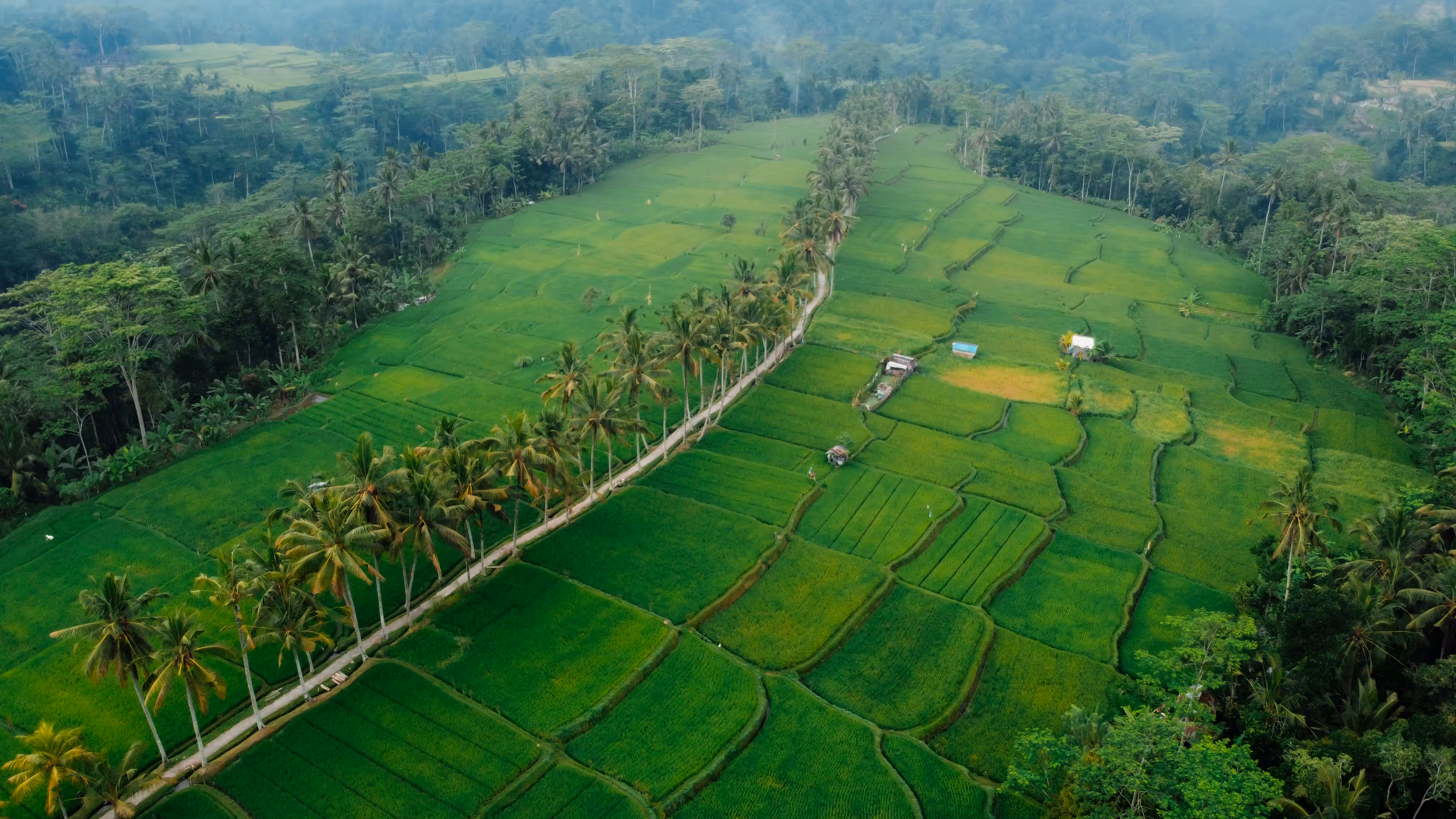  Rice Field || Colour Series