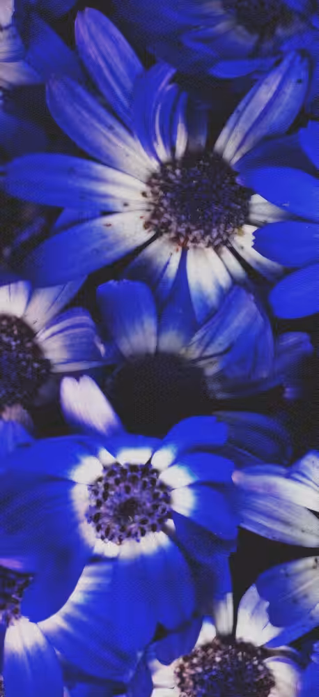 Daisy Blue #2