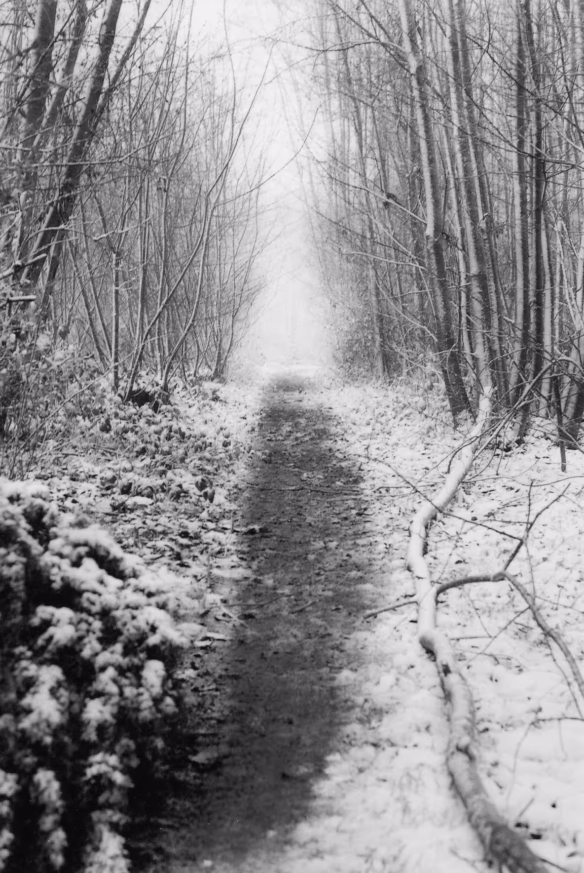 Forest Path in Snow 