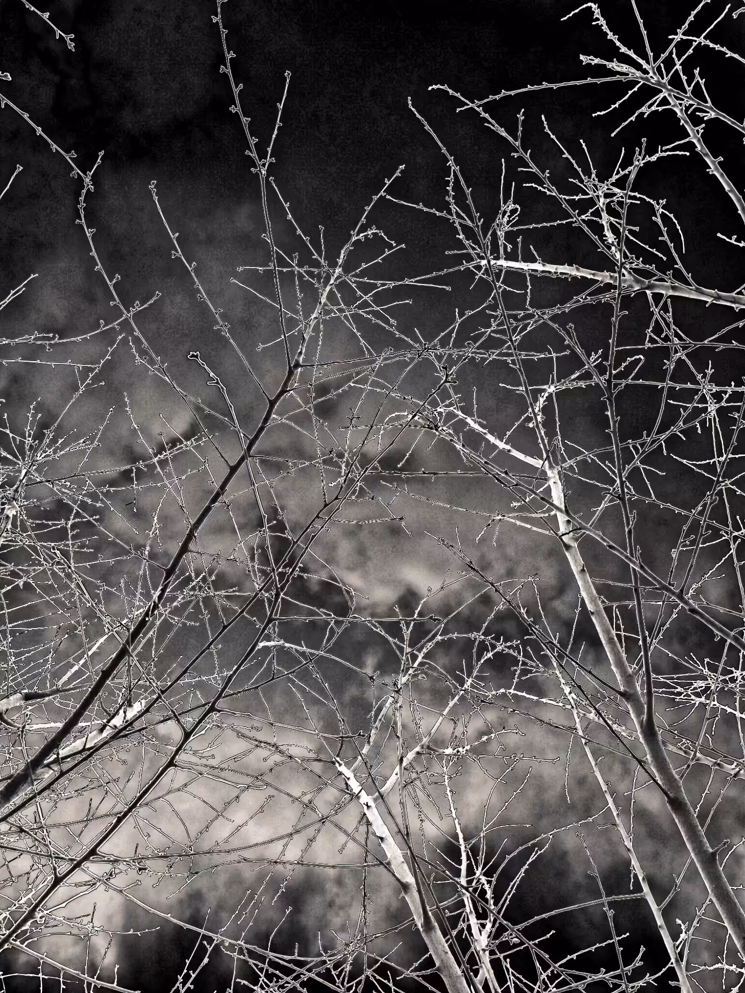 The Sky Behind The Branches