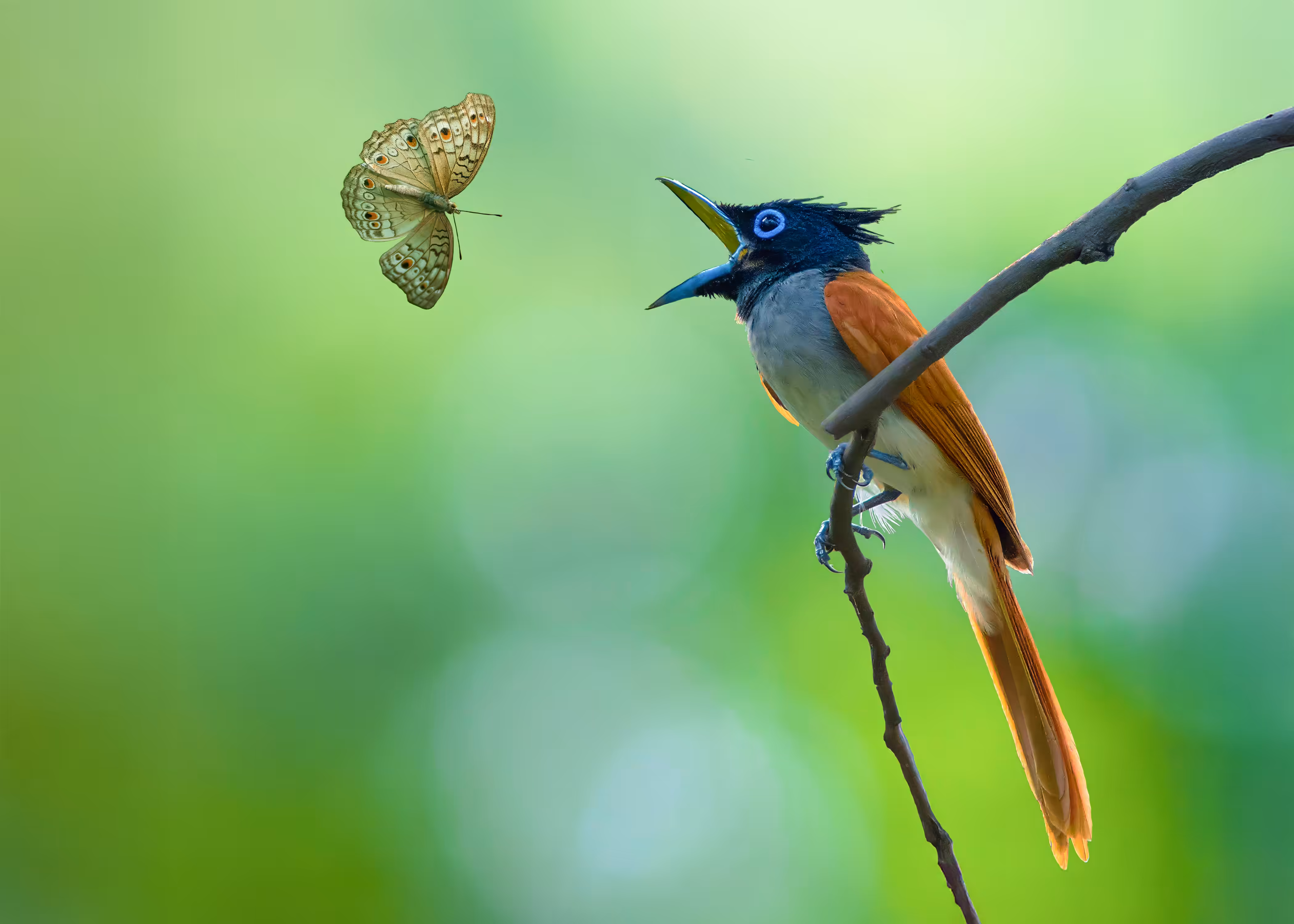 The Flycatcher & The Butterfly 