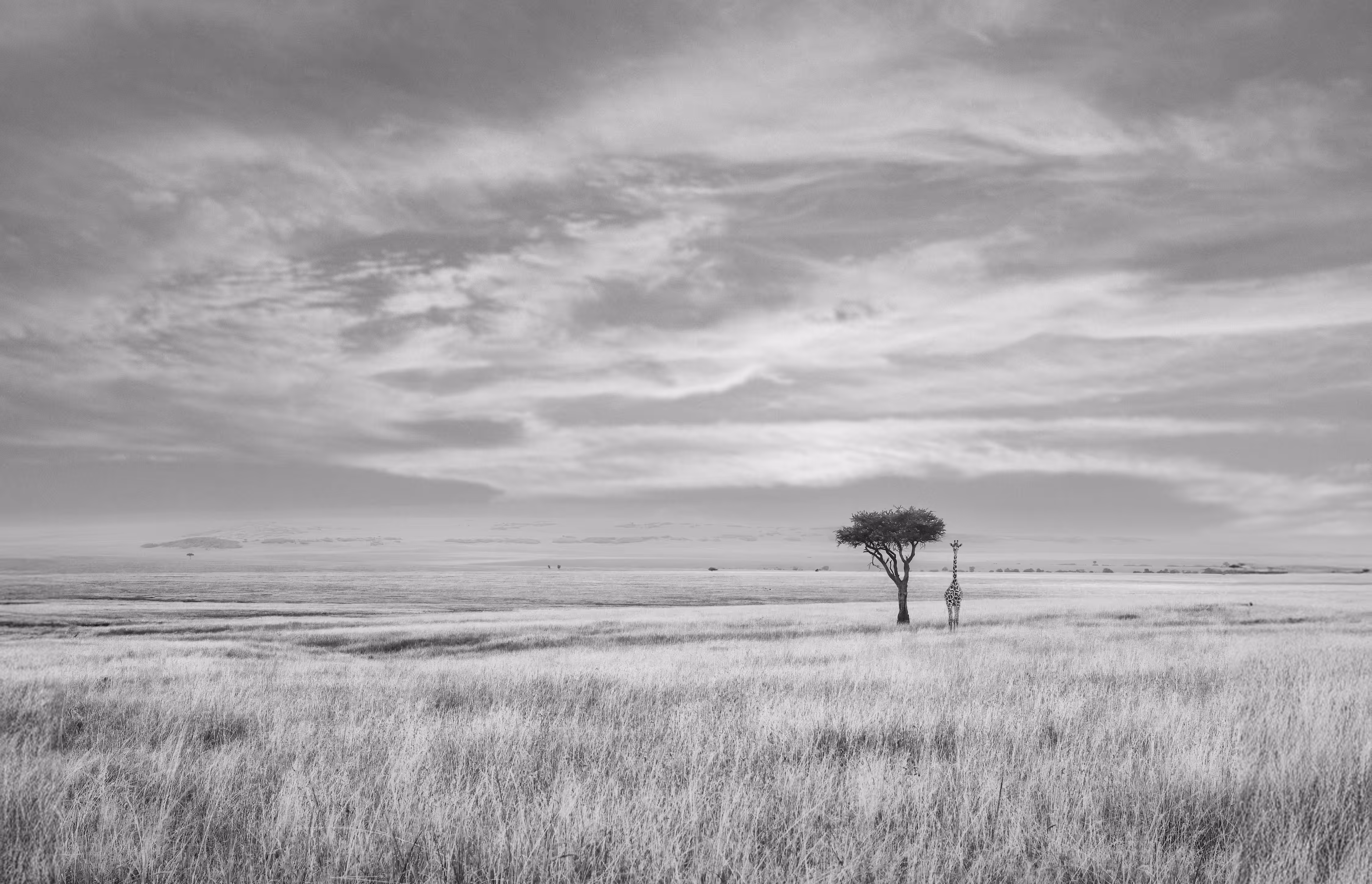 The African Savanna