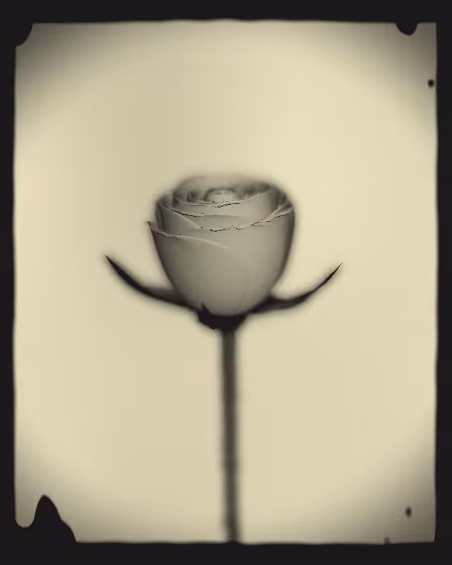 Rose 1851 #71