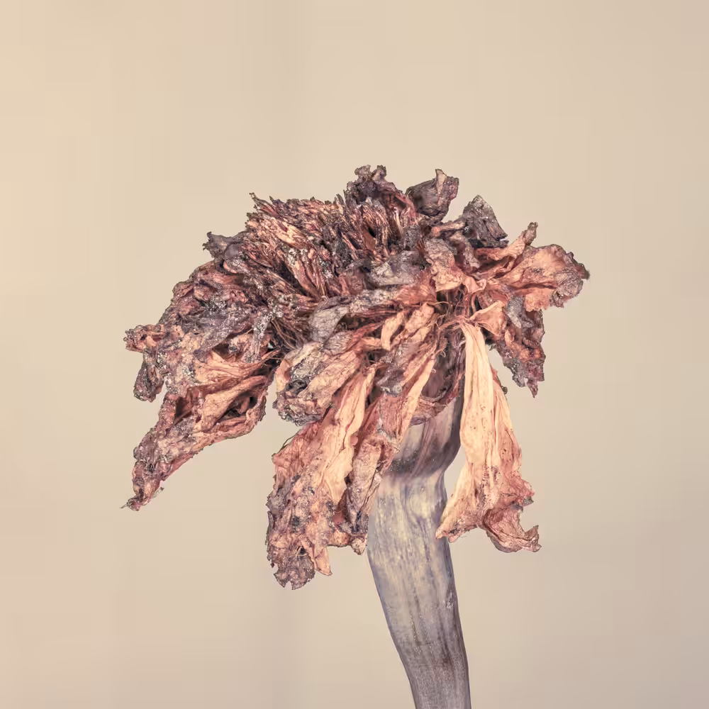 War Flower