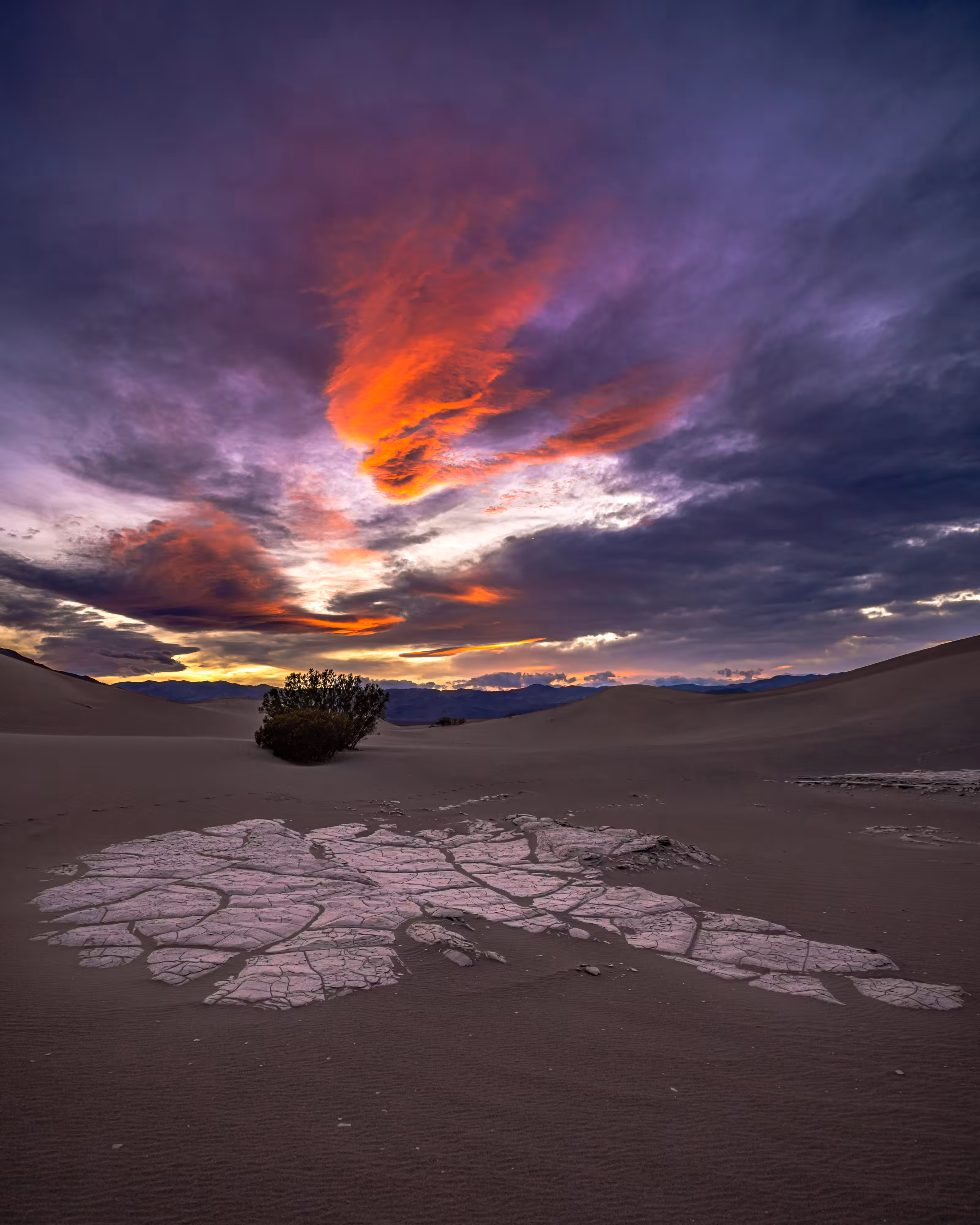 Desert Rose