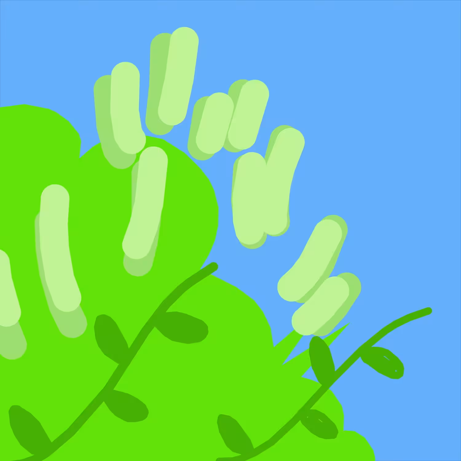 Hidy Catkins