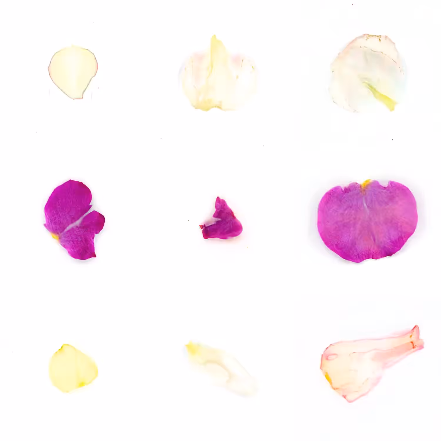 Infinite Petals 3x3#3130