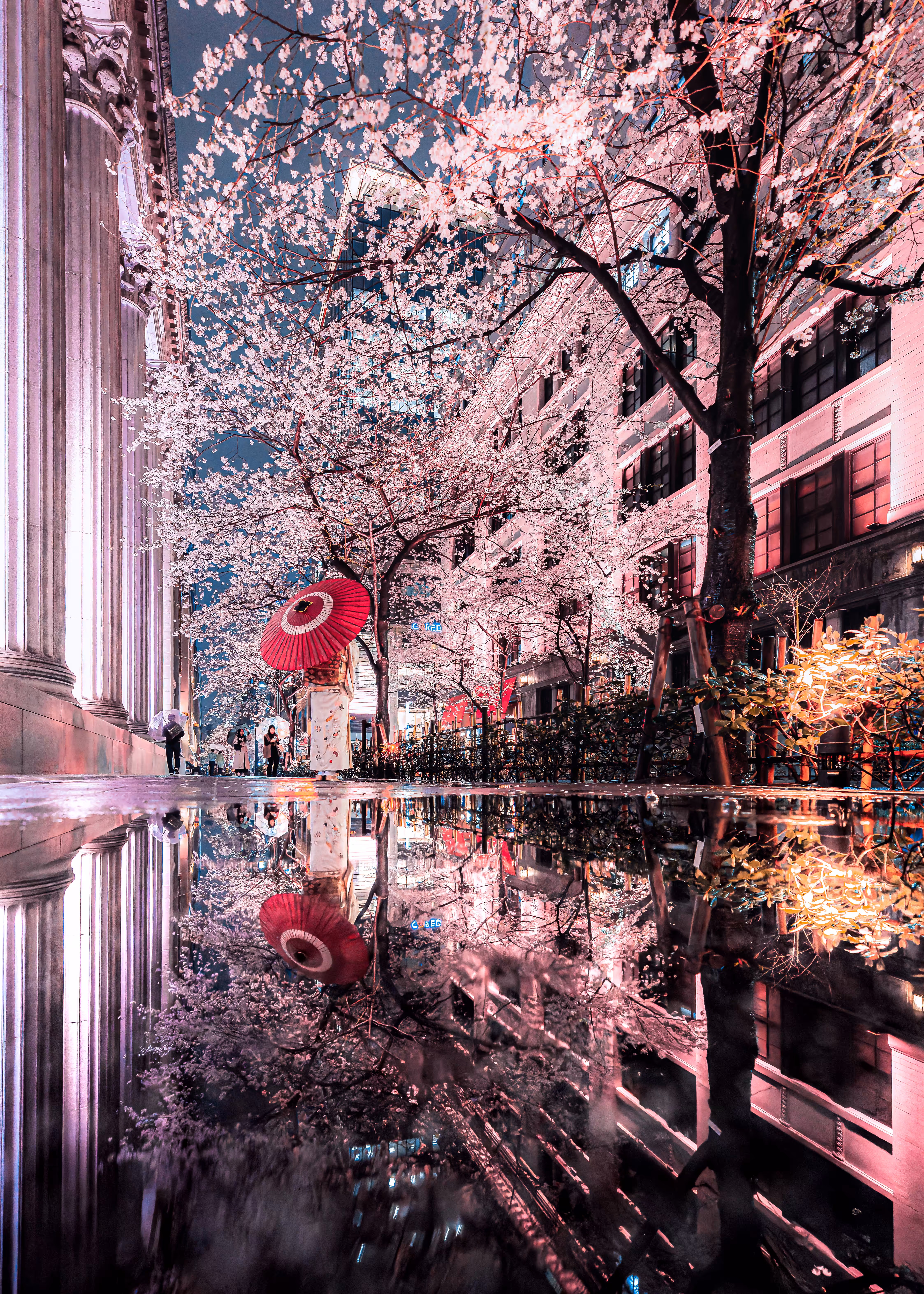 Night Cherry Blossoms