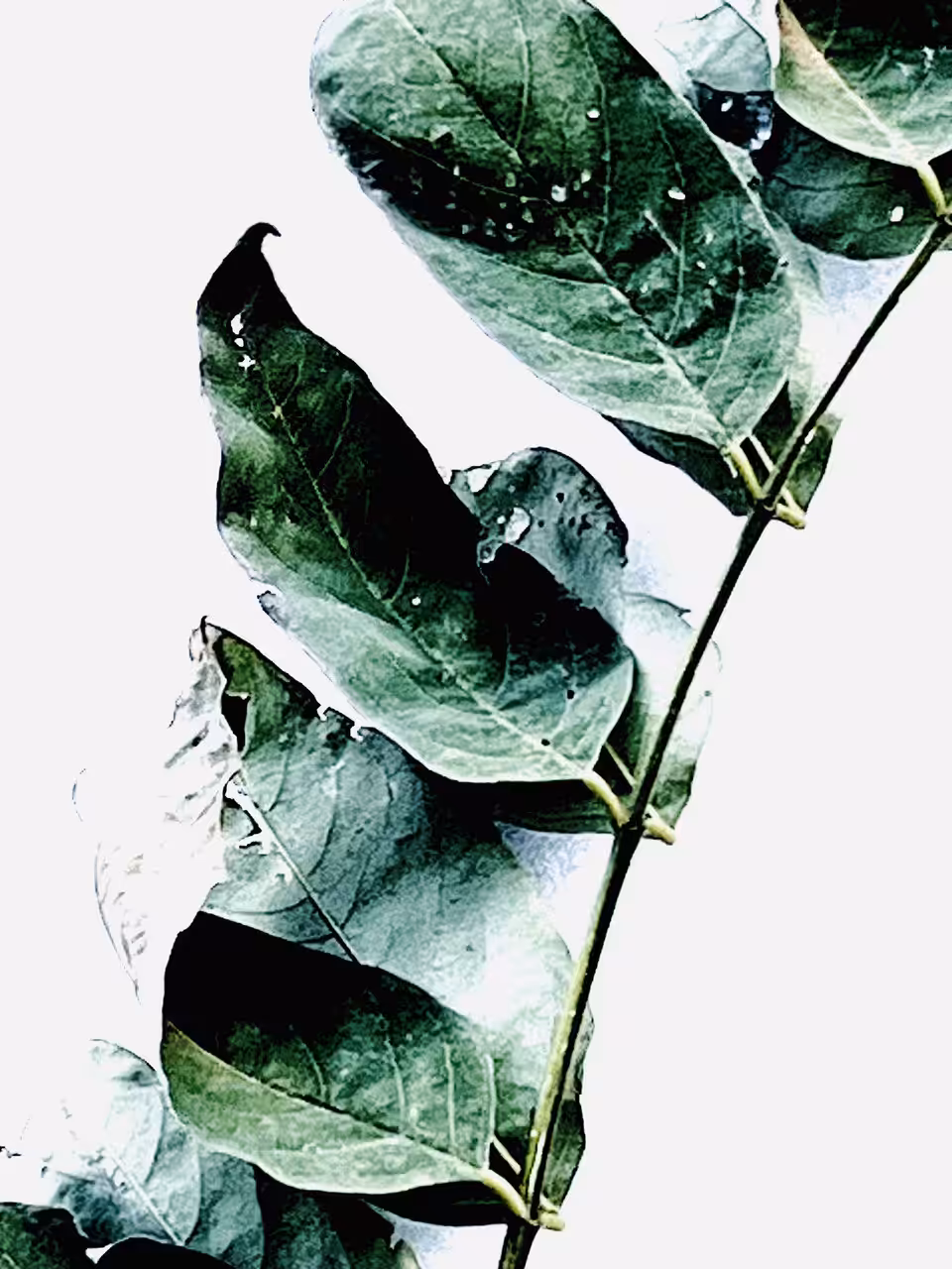 Watercolor motifs