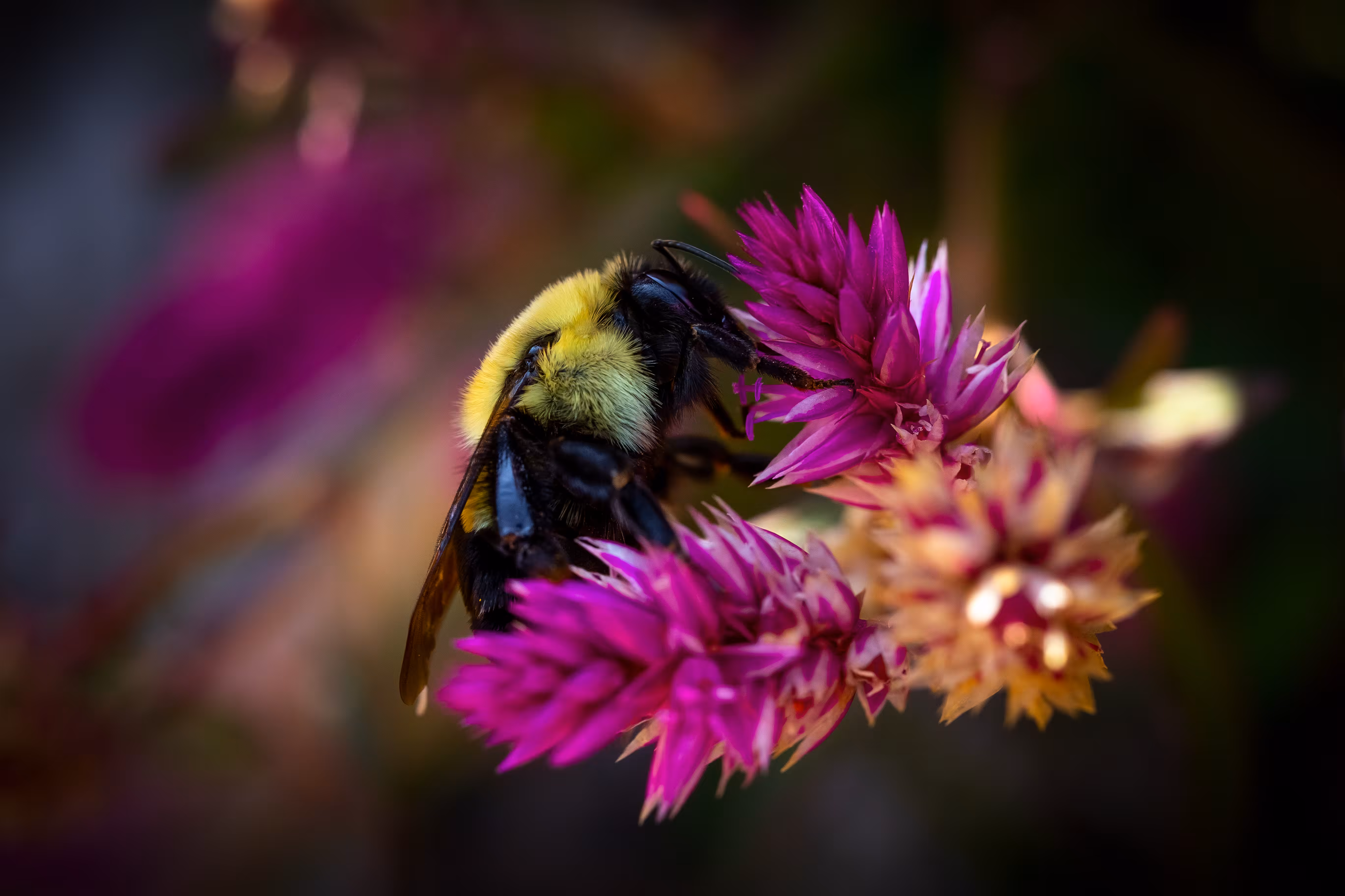 Hive