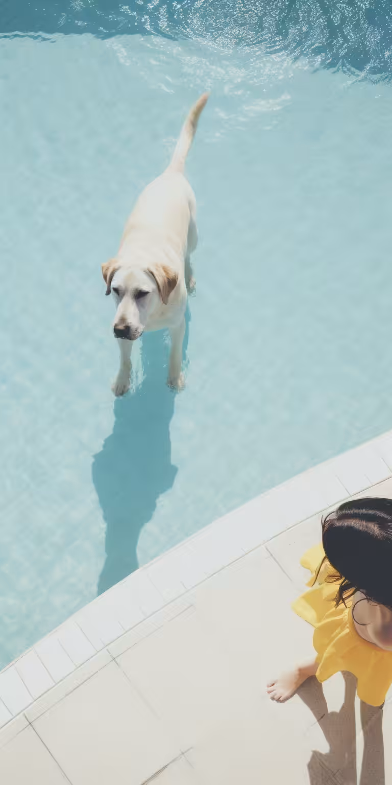 Hotel Dog #3/14