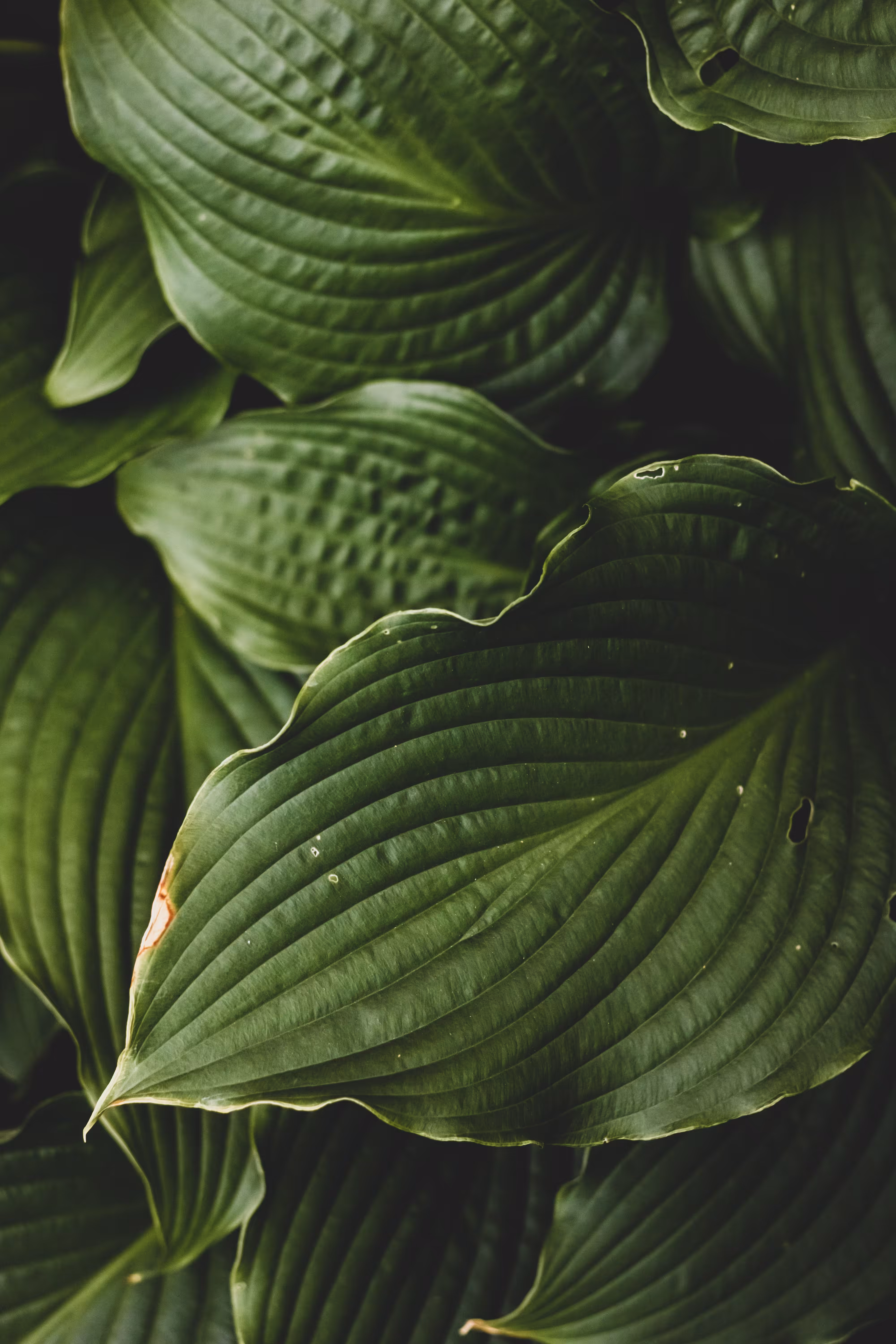 Mystery Garden 01