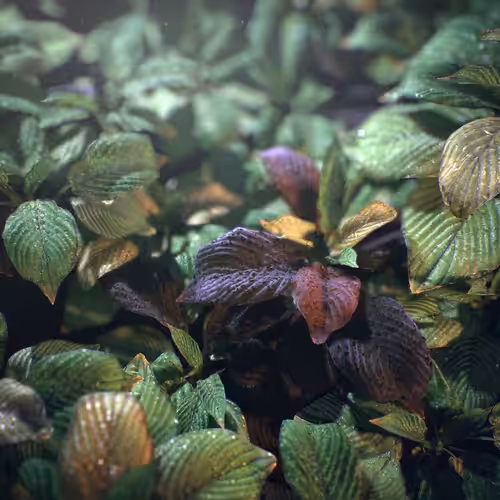 Substance hosta