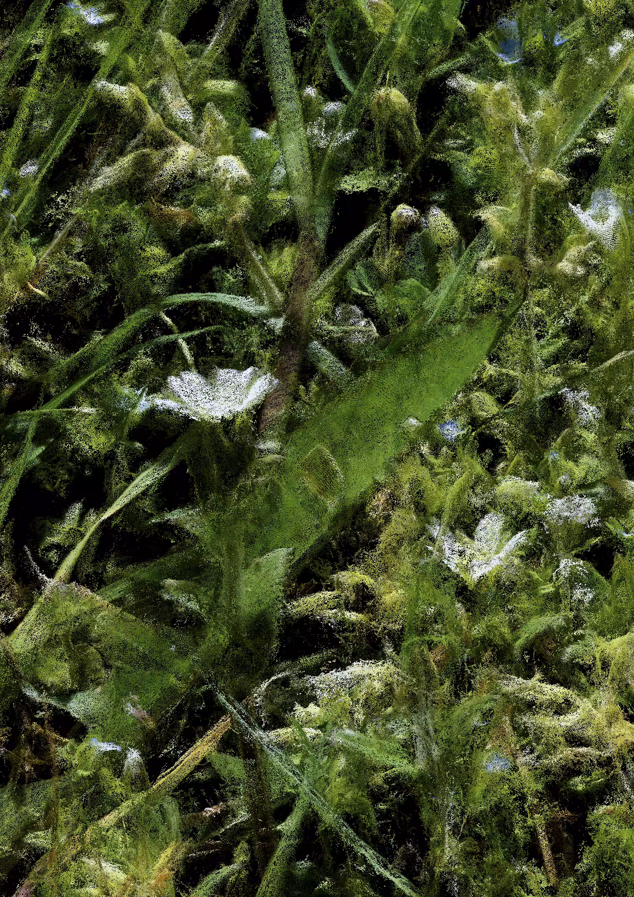 Overgrowth 0261