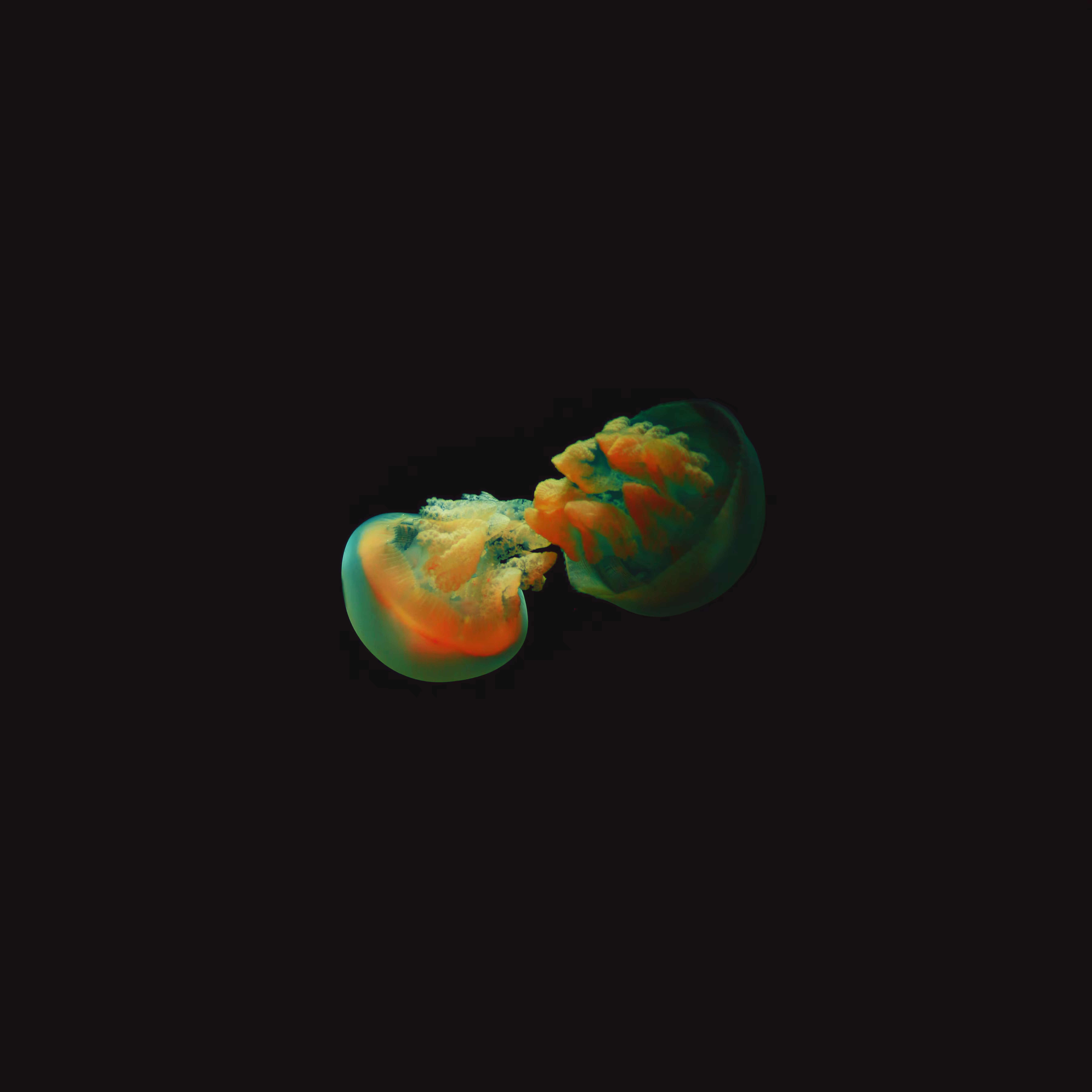 The Dance