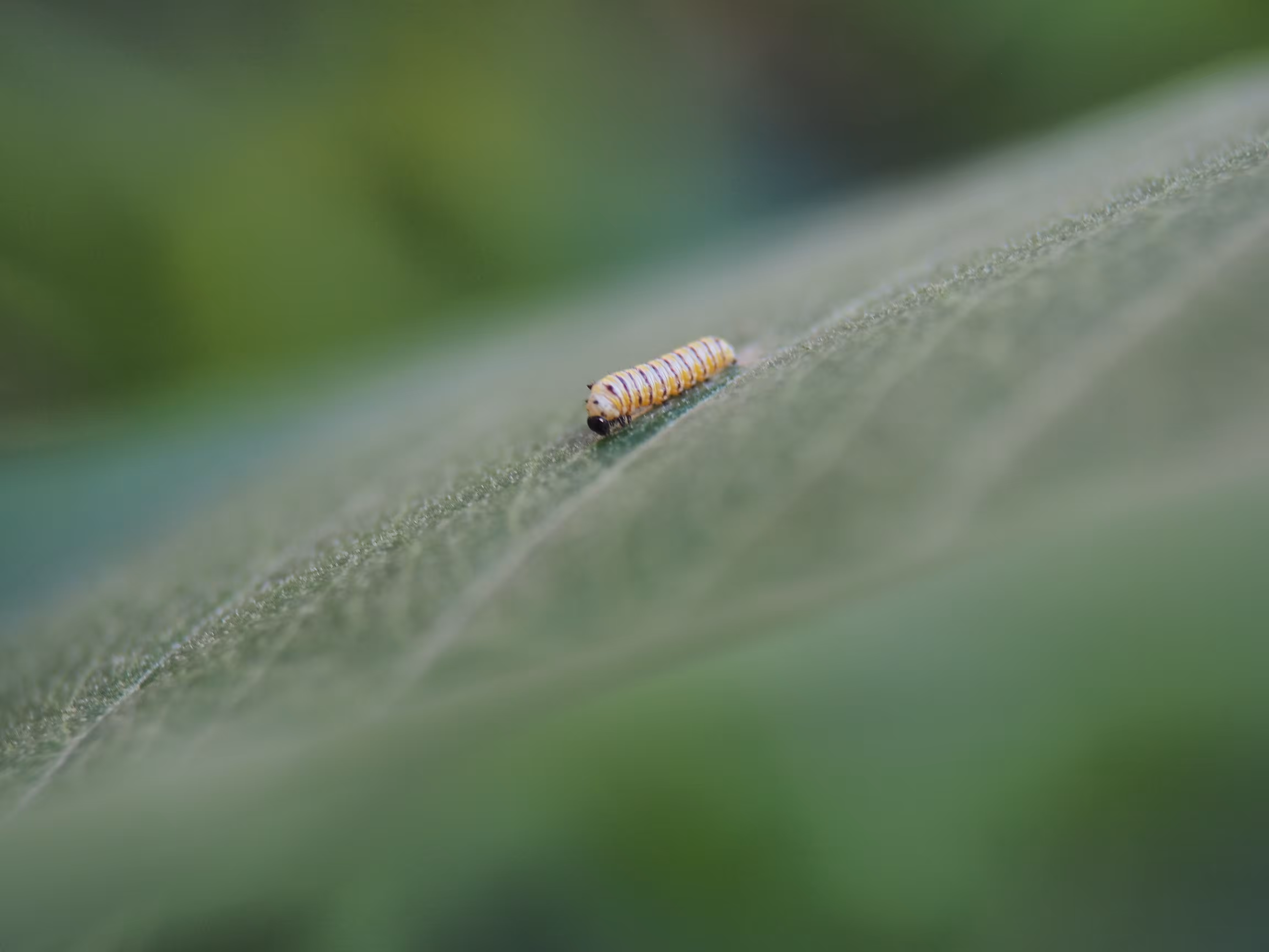 A Bug's Life 002
