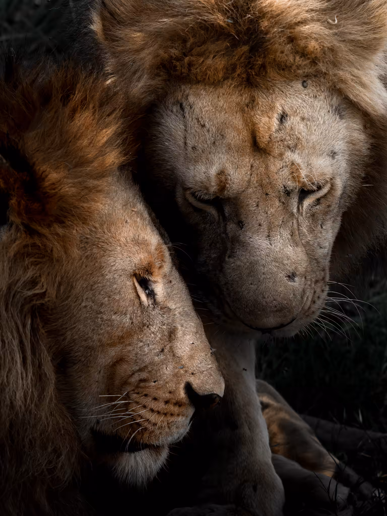 Brotherhood