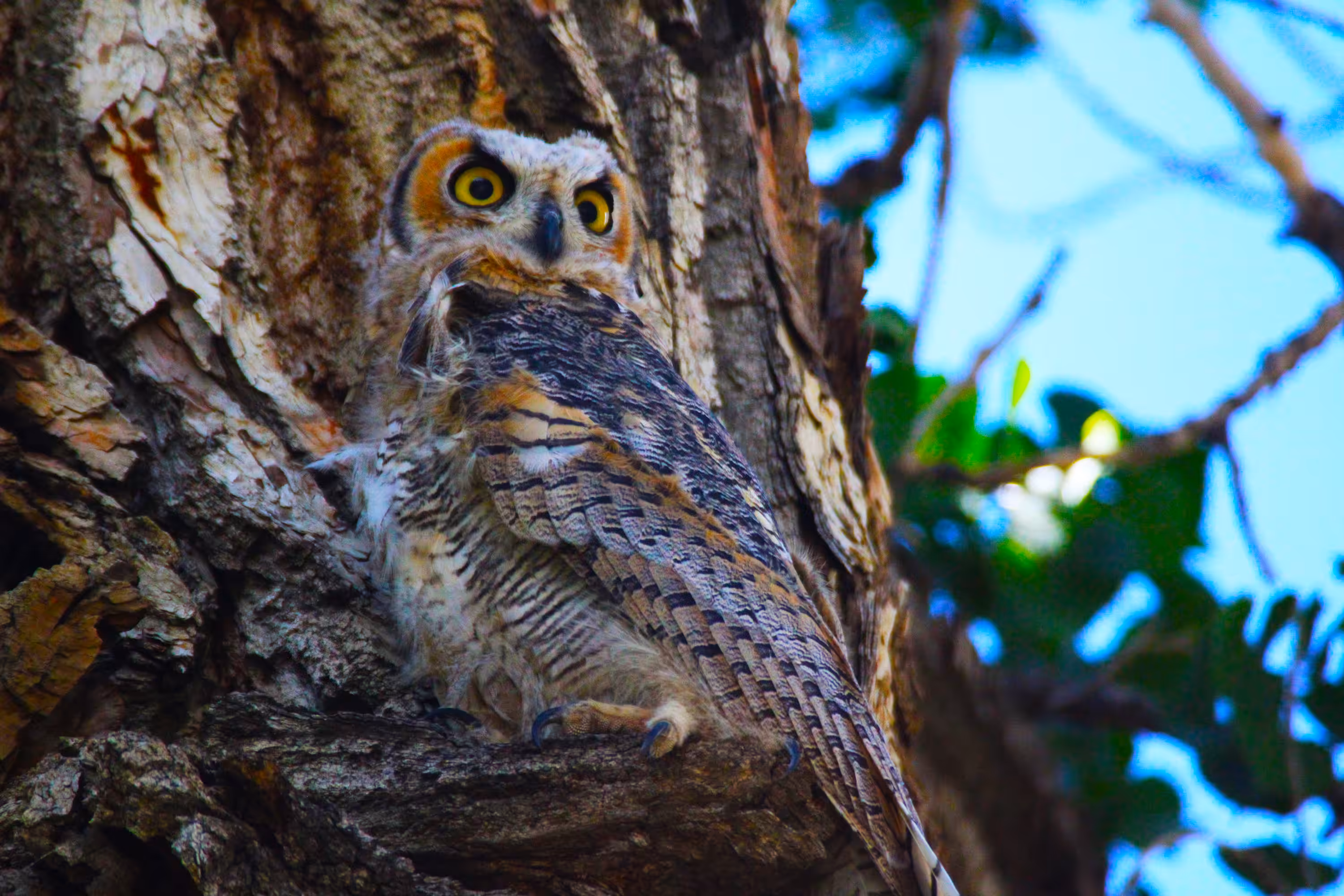 Great Horned Owl 