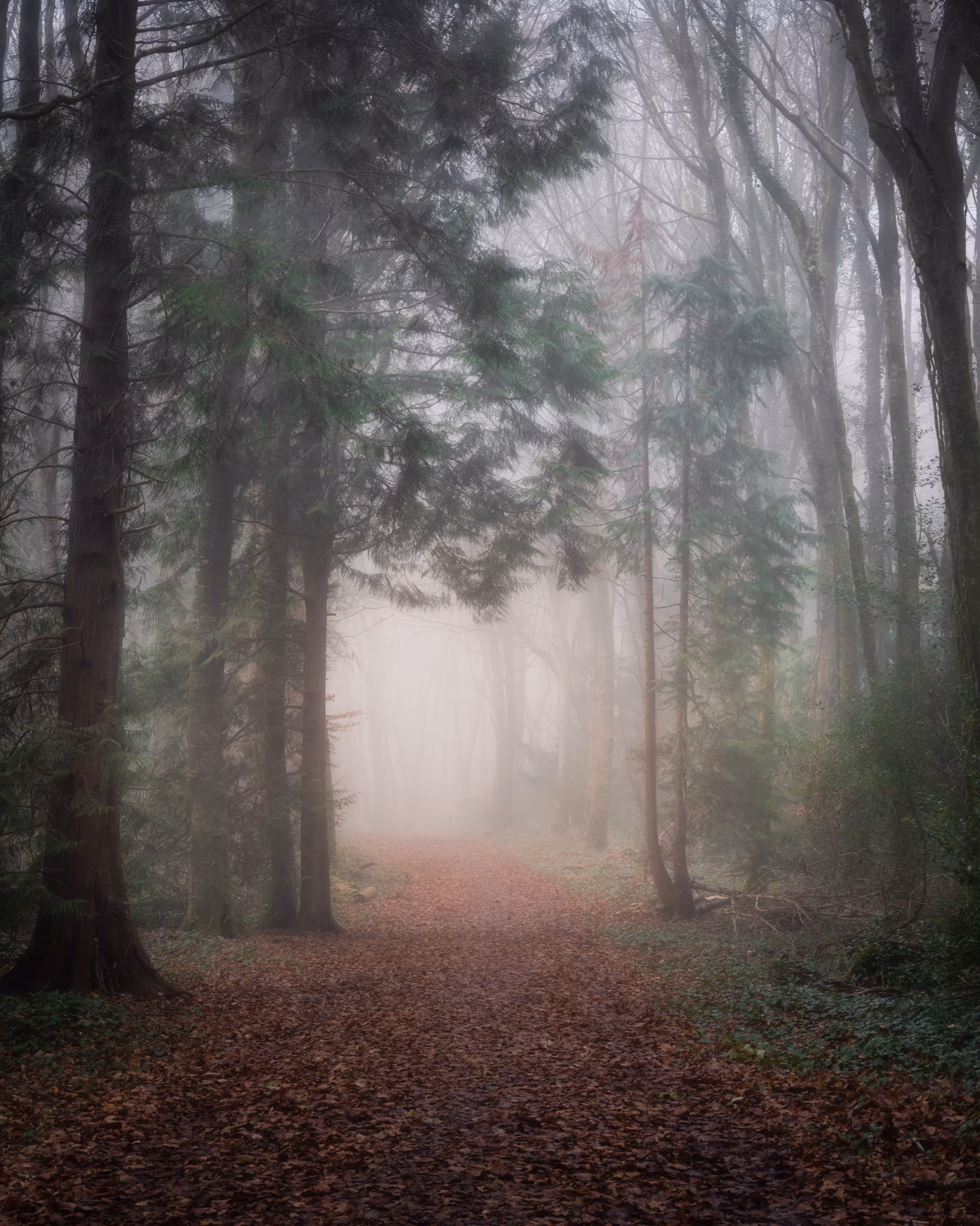 Walking through the fog 