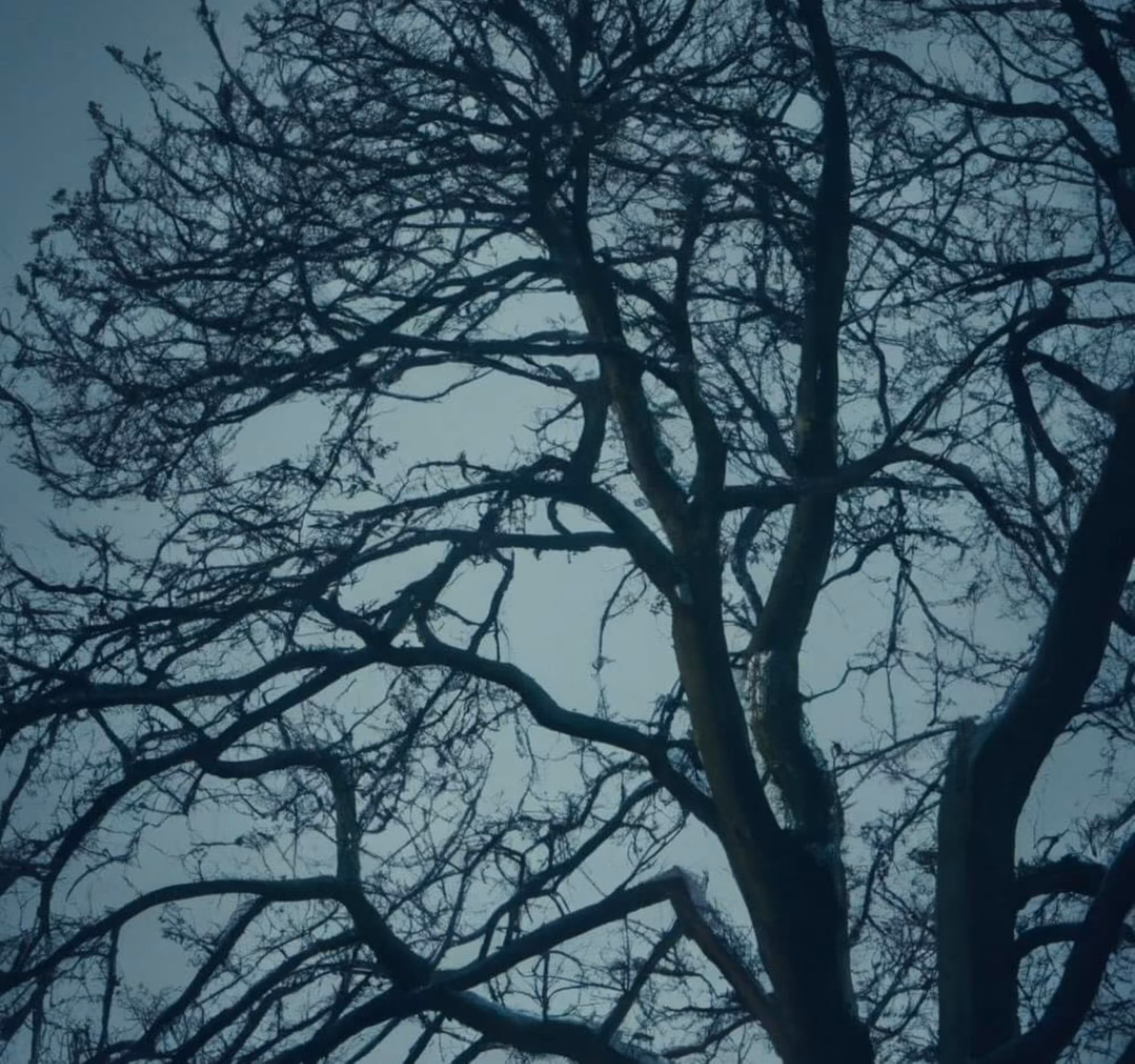 Nature Symphony #026