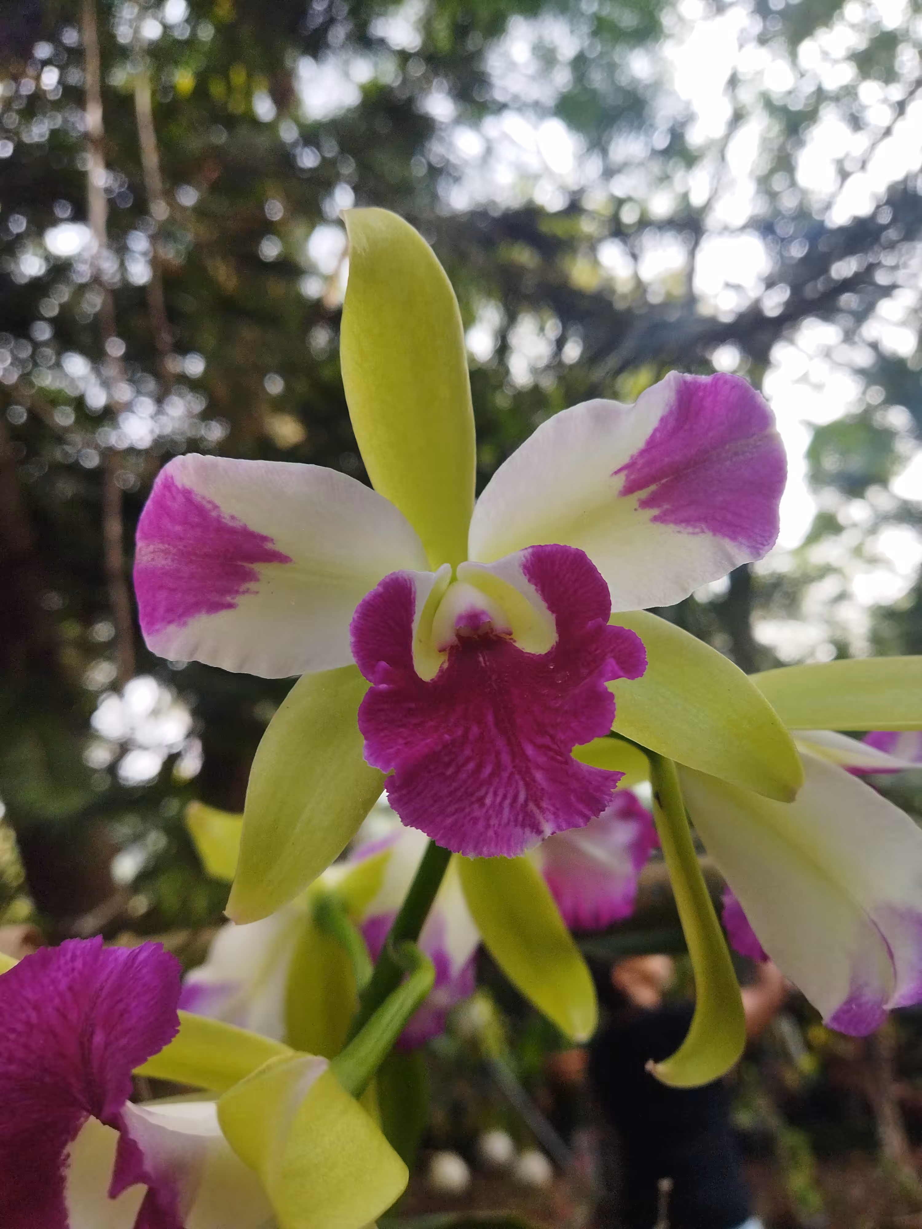 Cattleya Orchid 
