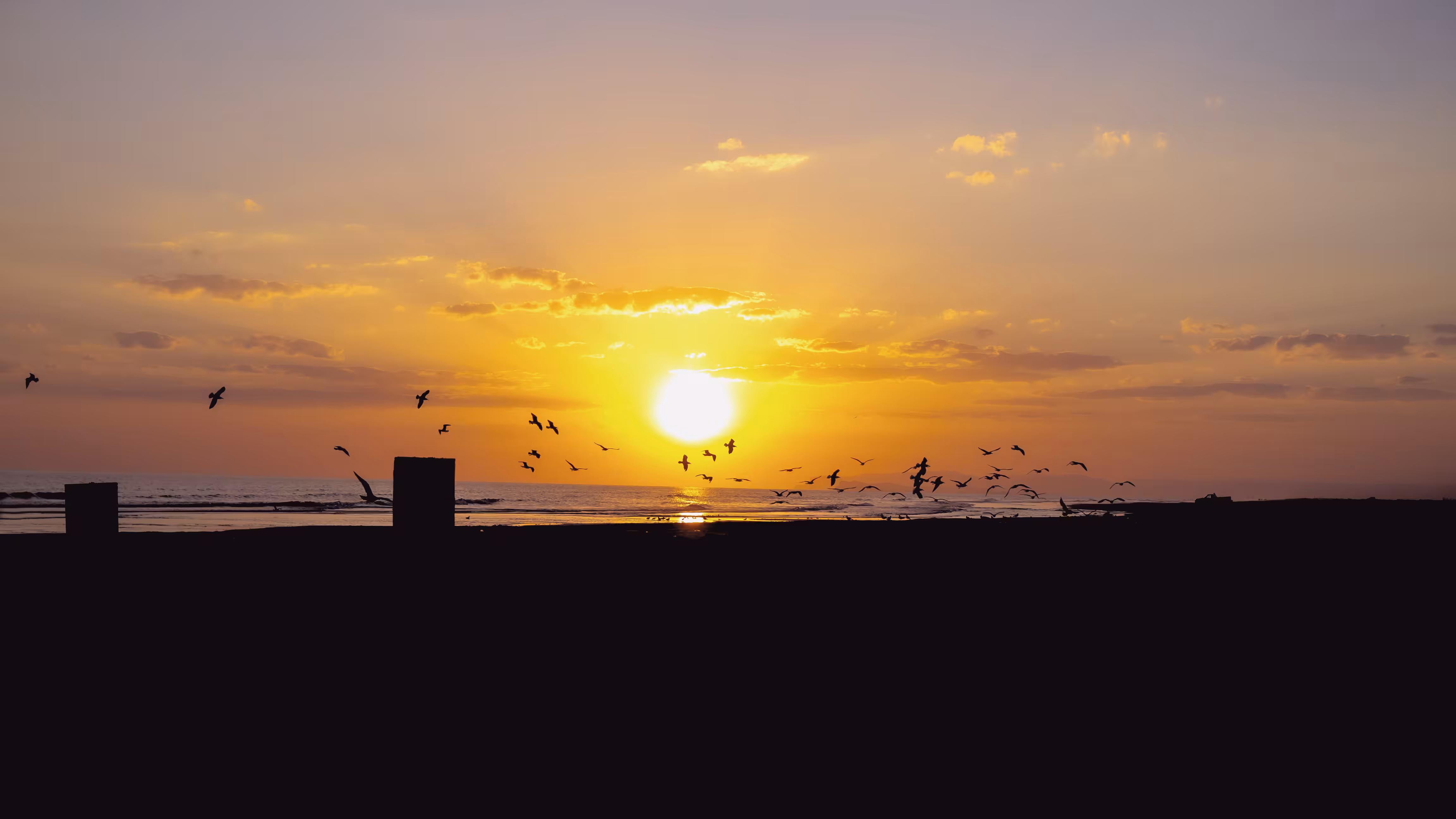 FREEDOM FOR BIRDS
