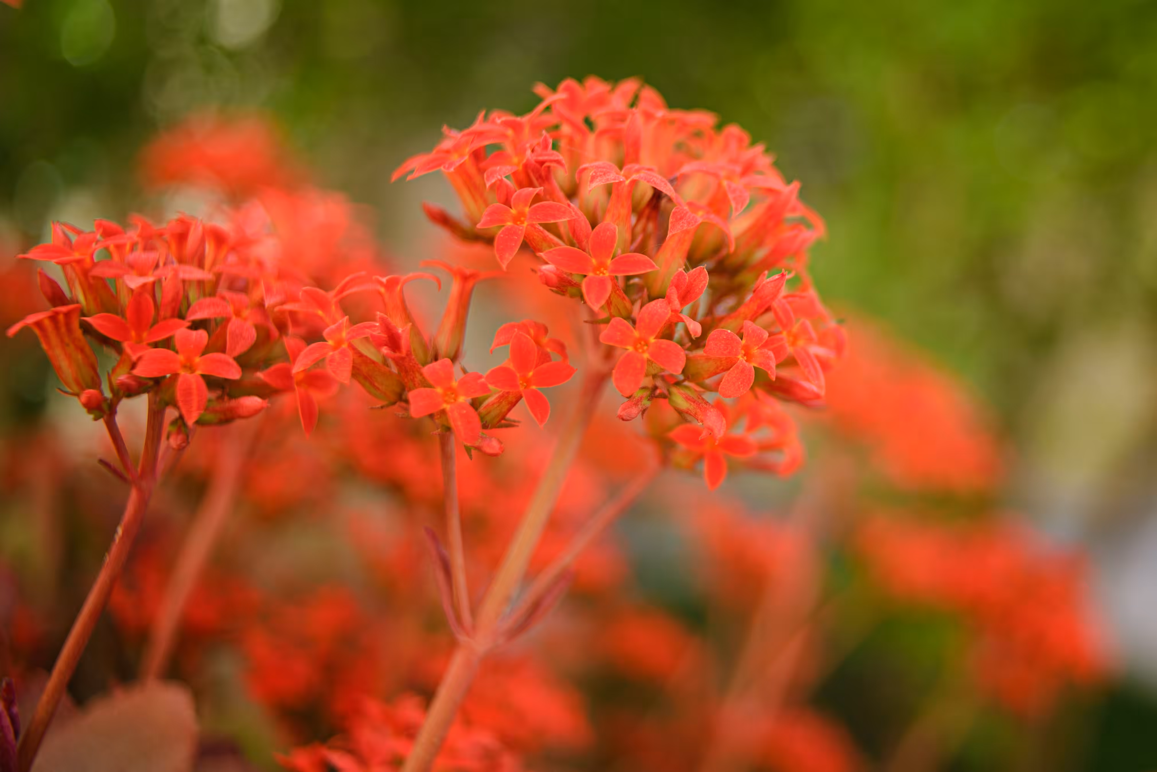 Bud Opening