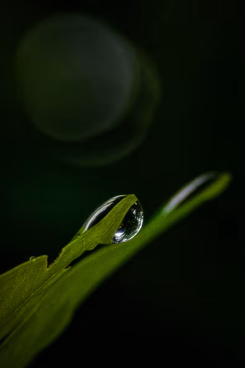 Dew in December
