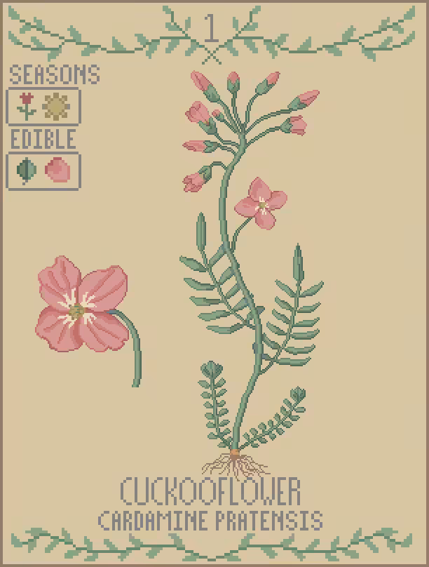 The Woodland Foraging Cards #1 - Cuckooflower