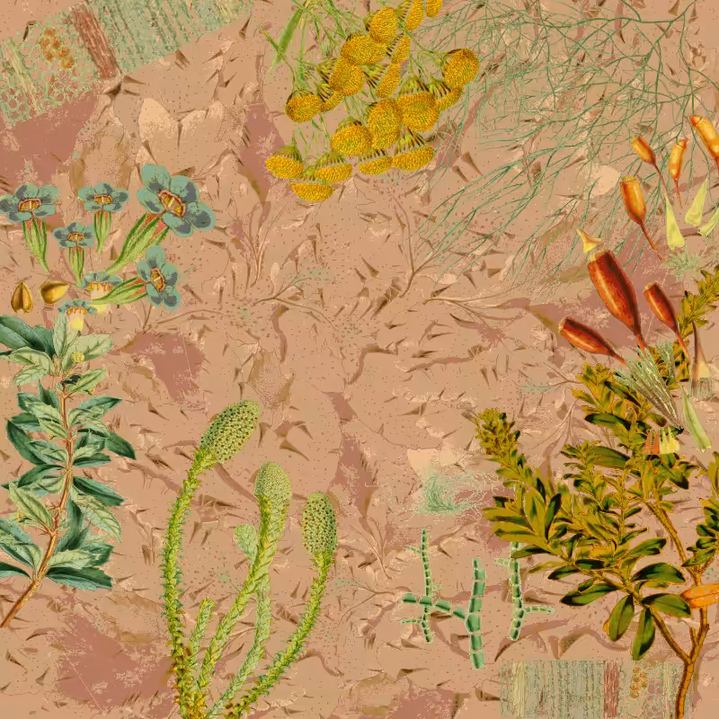 future flora from Antarctica's past #8