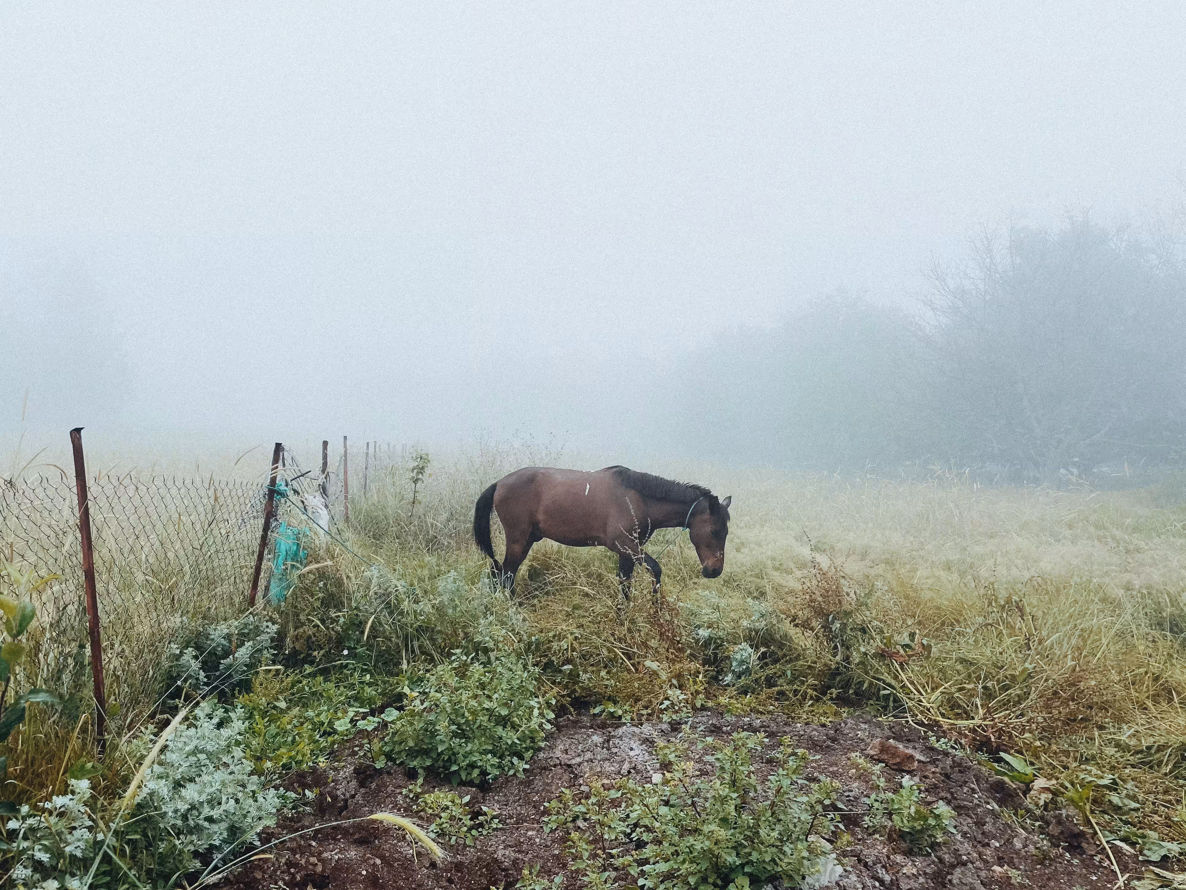 Wanderer above the sea of fog