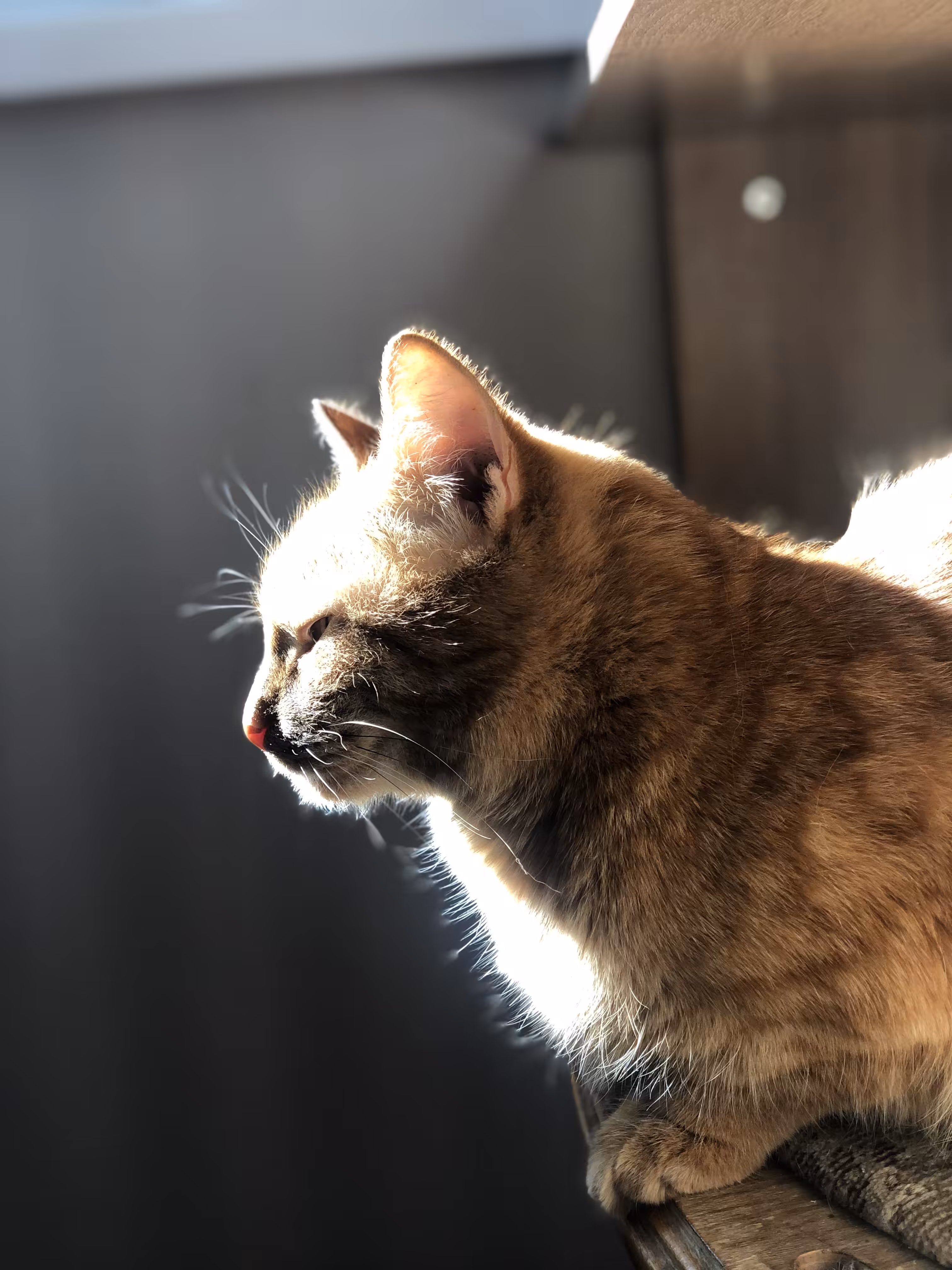 Sunny red cat 
