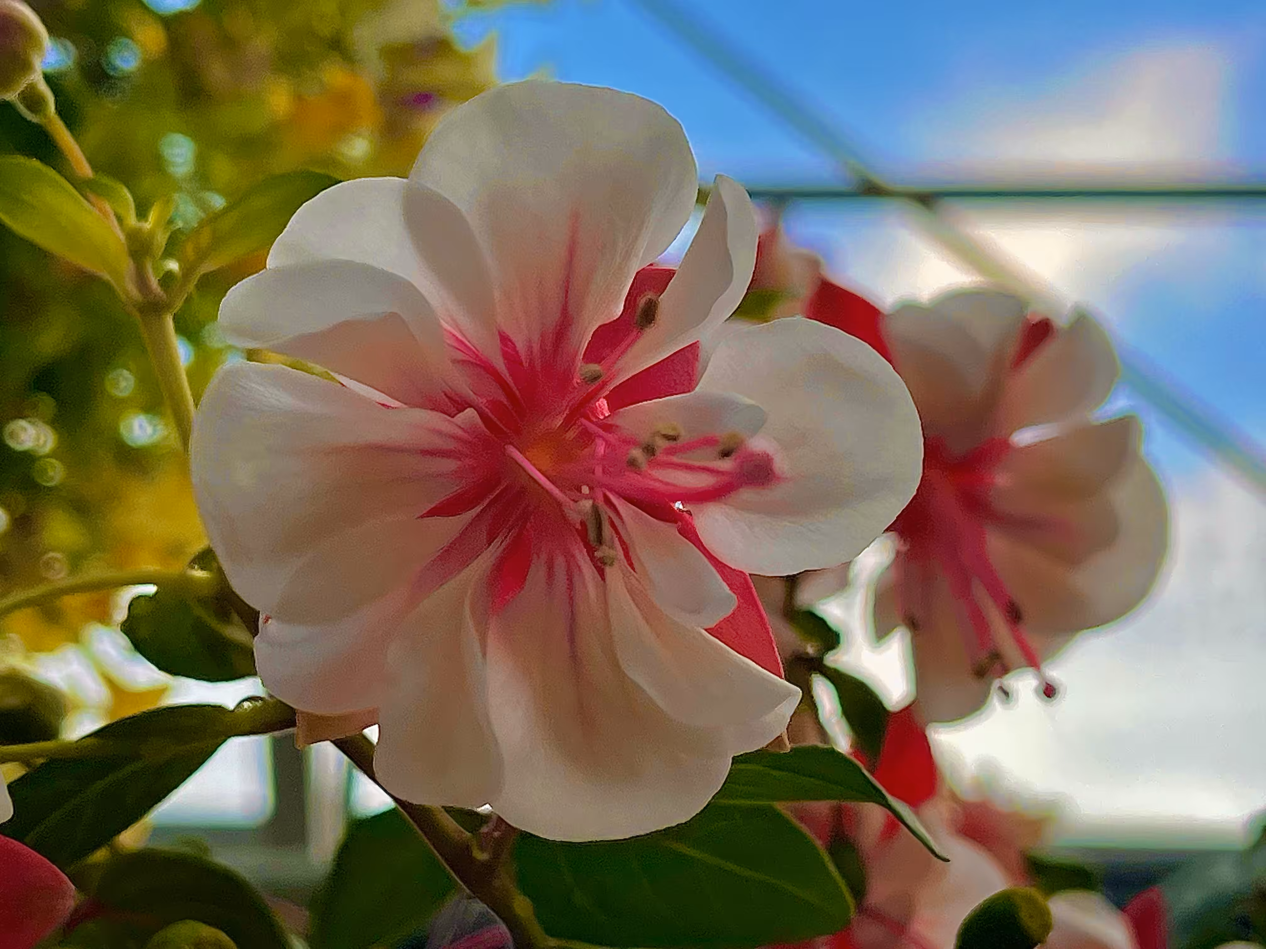 Nature: Blooming 