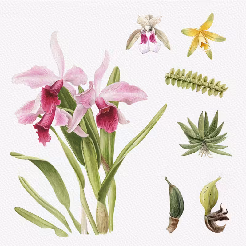 Botanical Illustration - Orchids 1 #44