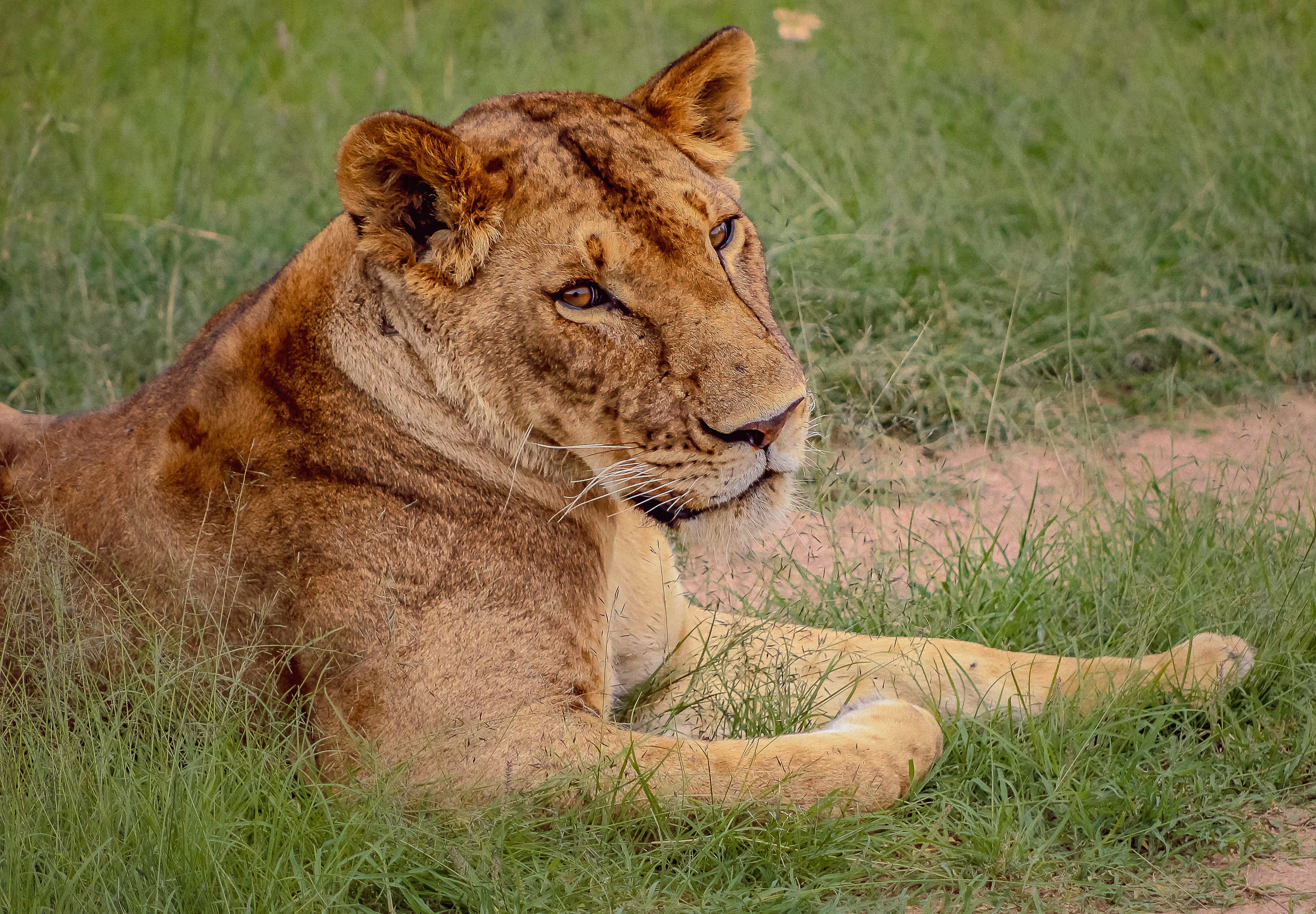 Simba Marara (See-Mba Ma-ruh-ruh in Swahili) / Lioness