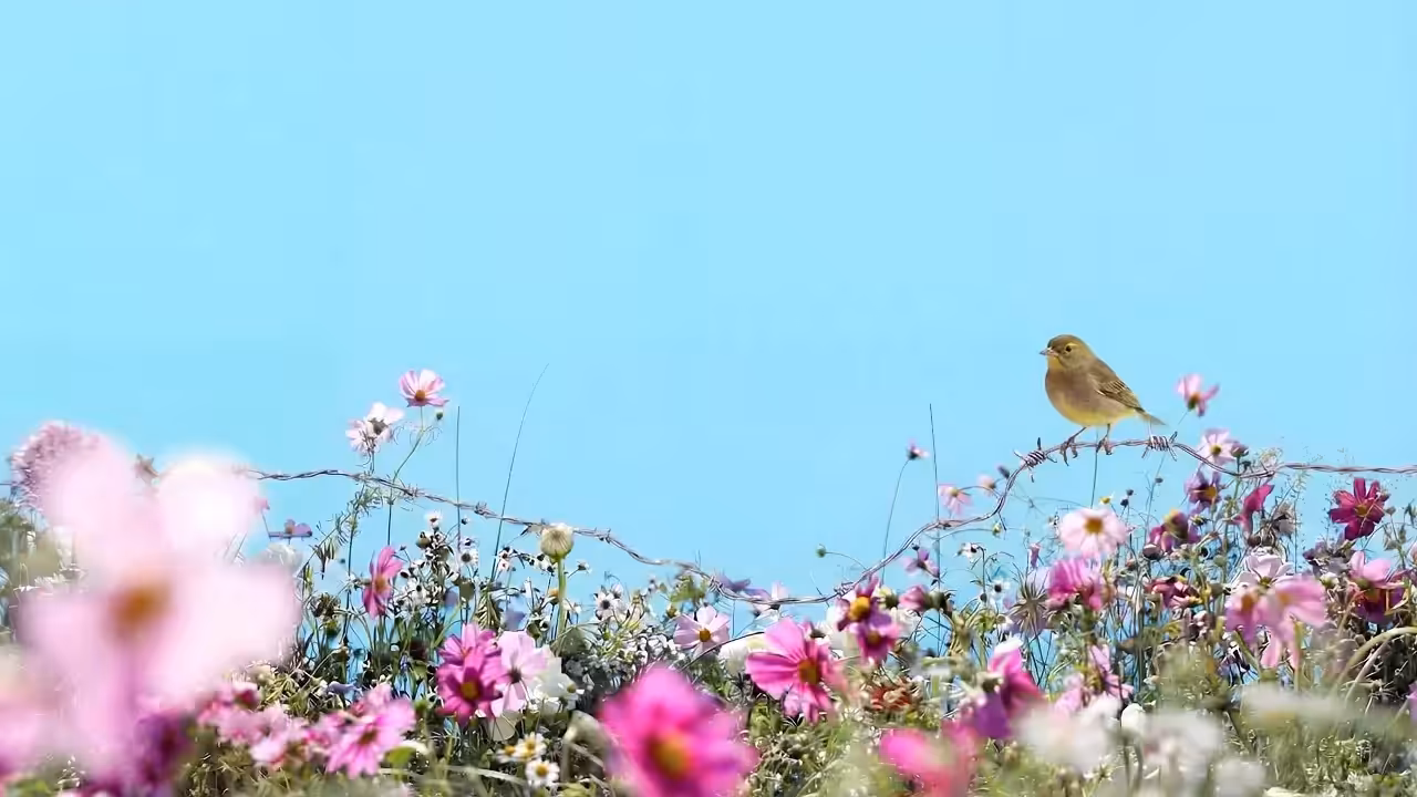 Pistachio, Caroline's Meadow