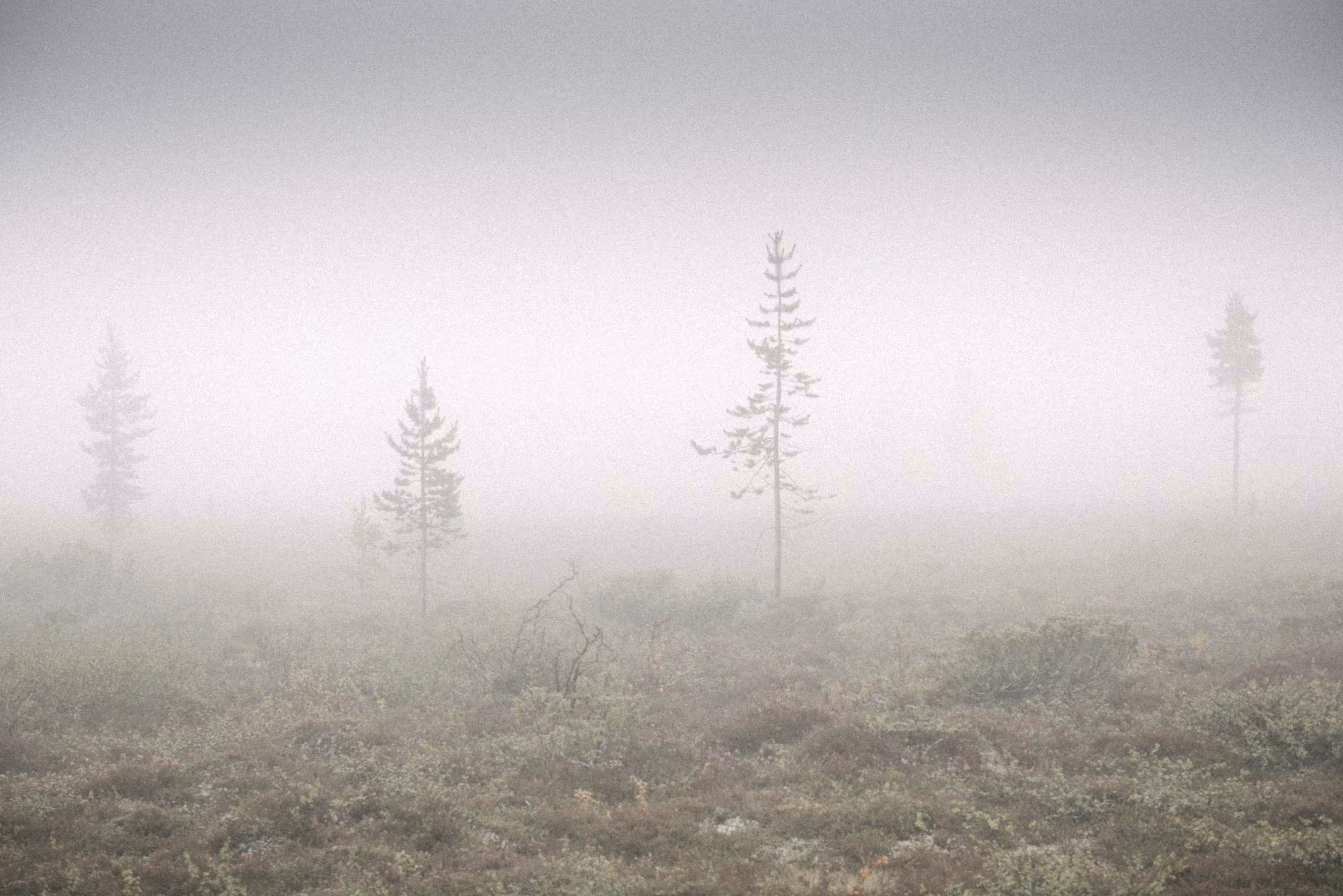 Rumors of Arctic Belonging - Bog in Fog, Arctic Finland