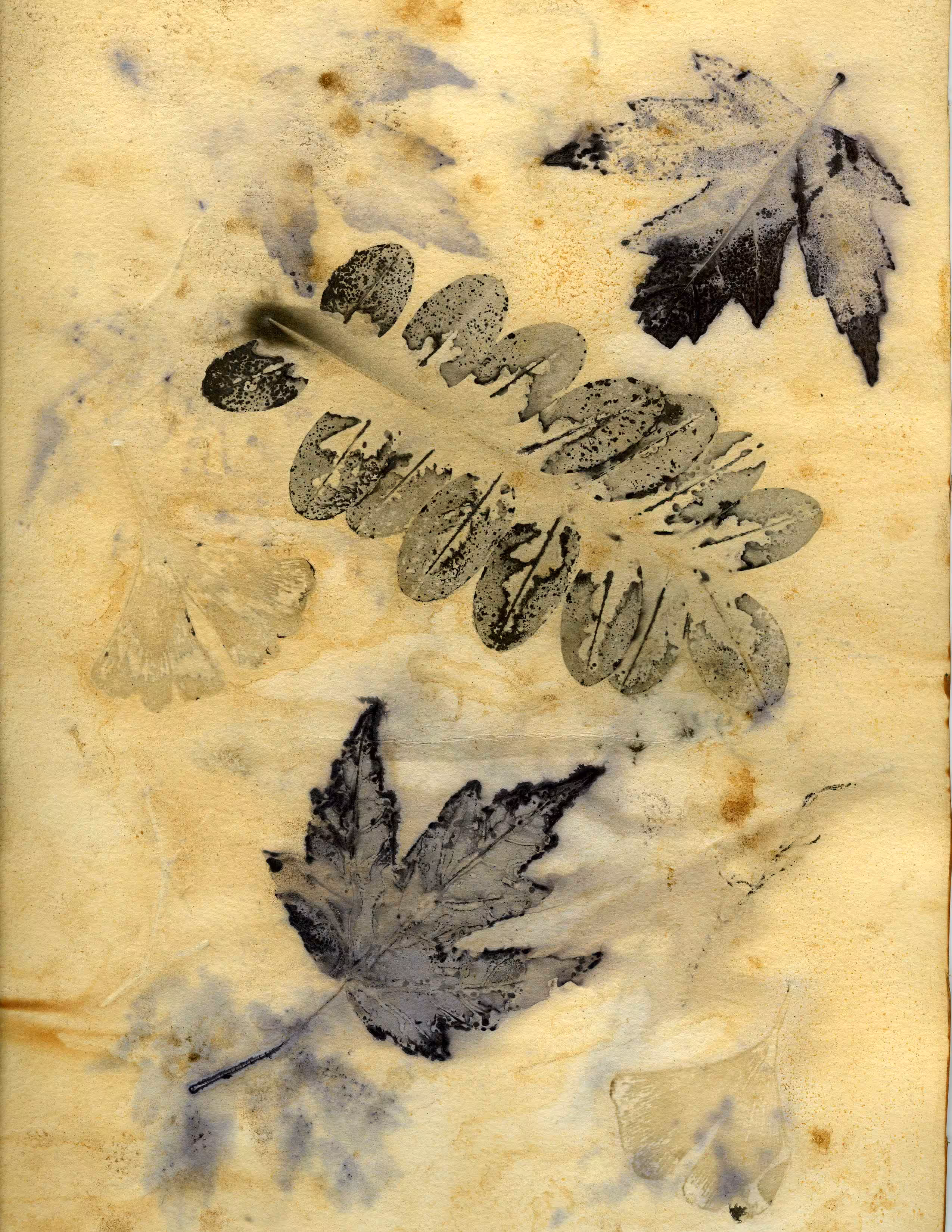 Acacia