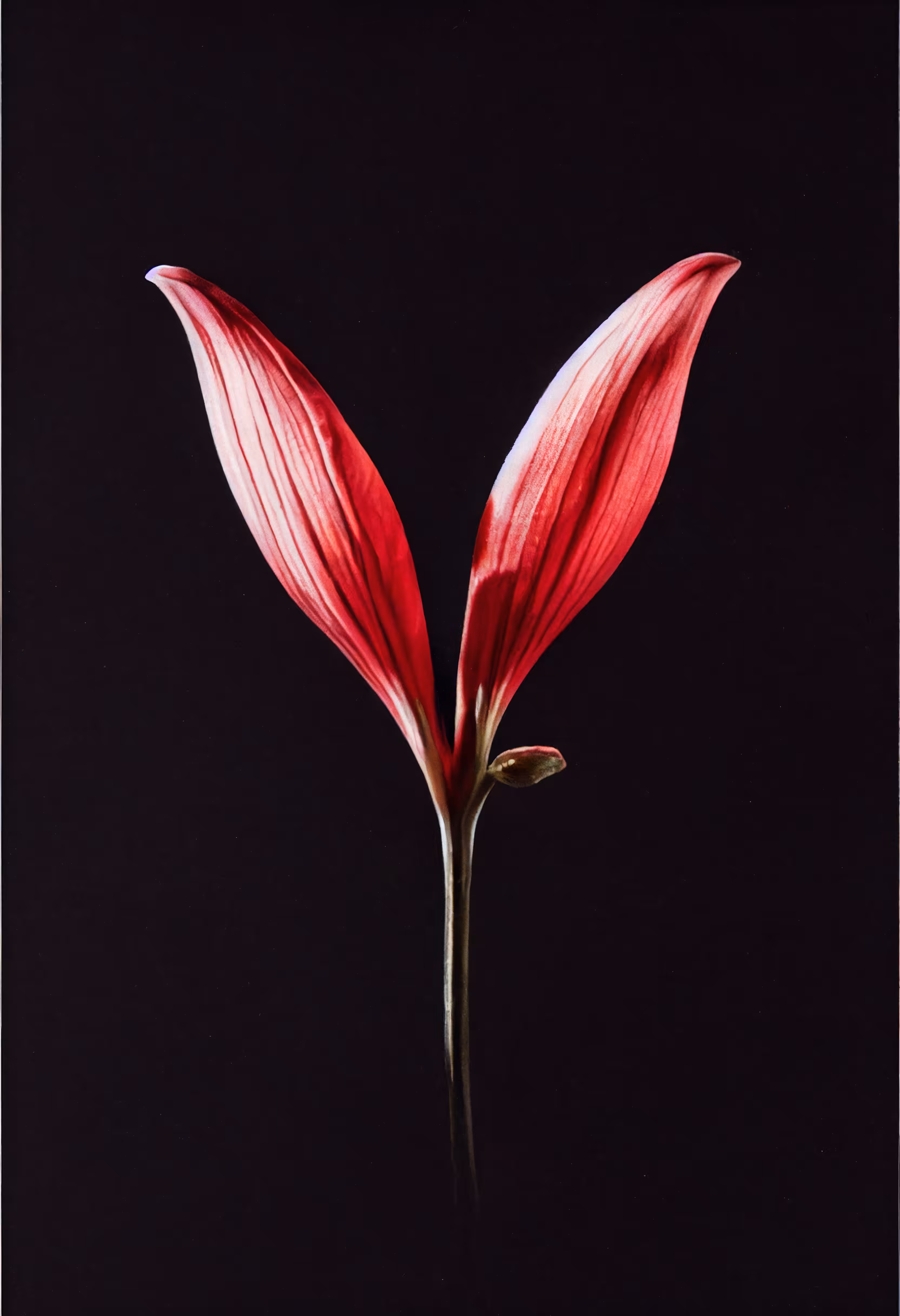 A Flower, Just For You. #68