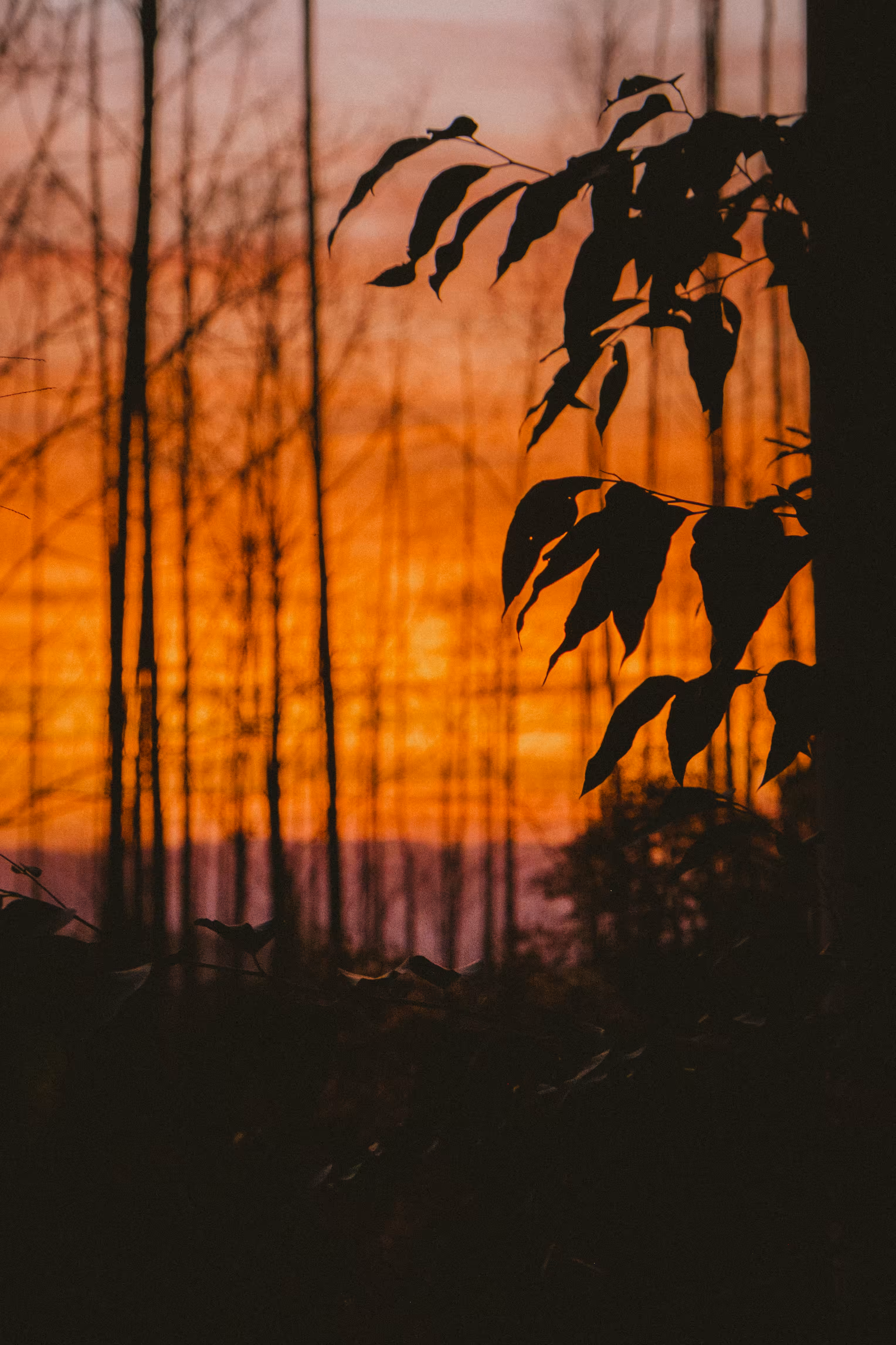 Nature without judgment