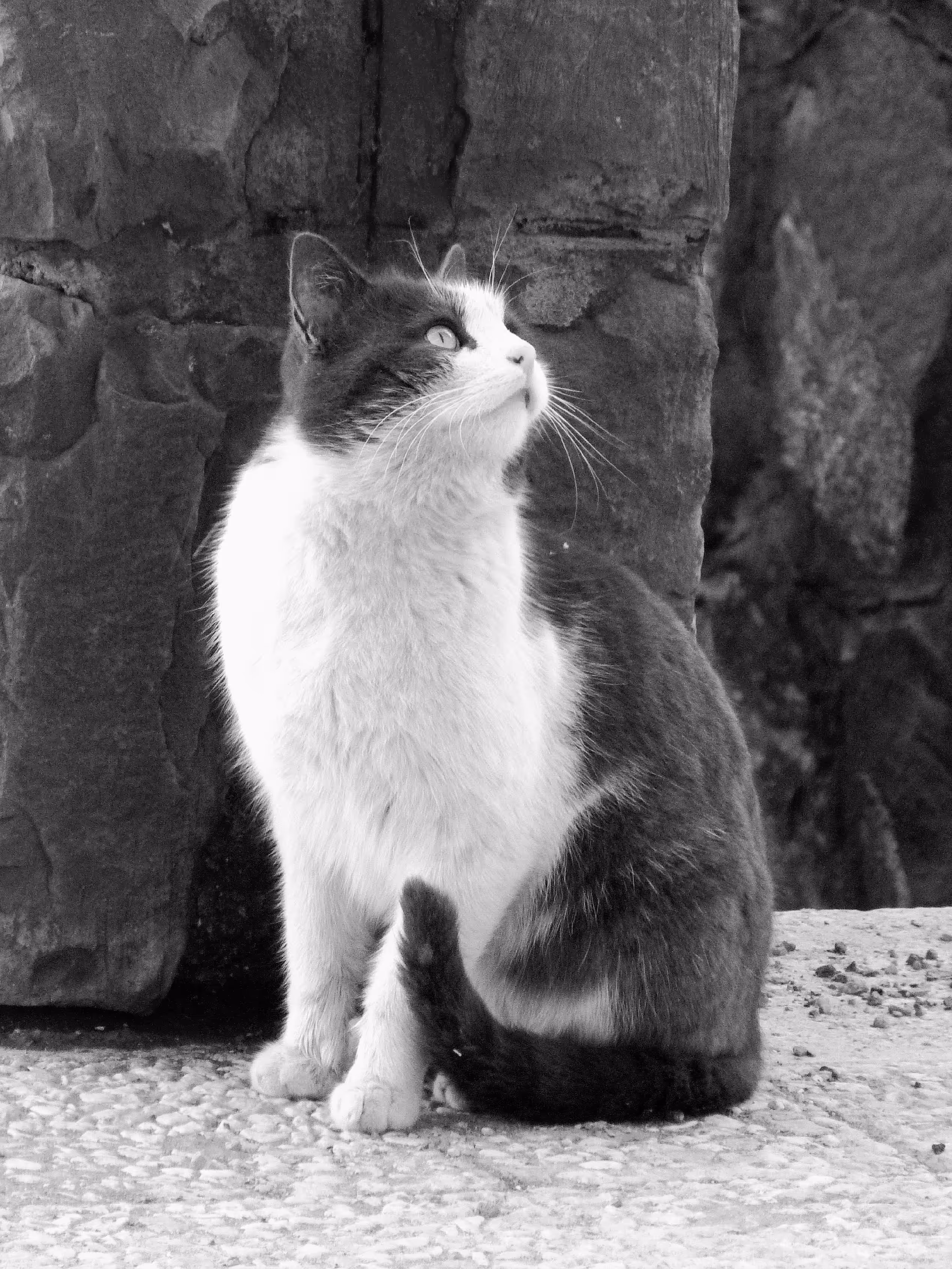 Cat is everything