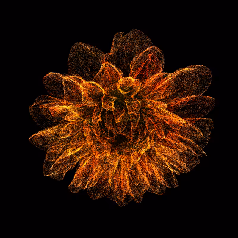 Dahlia Pinnata 30 #1