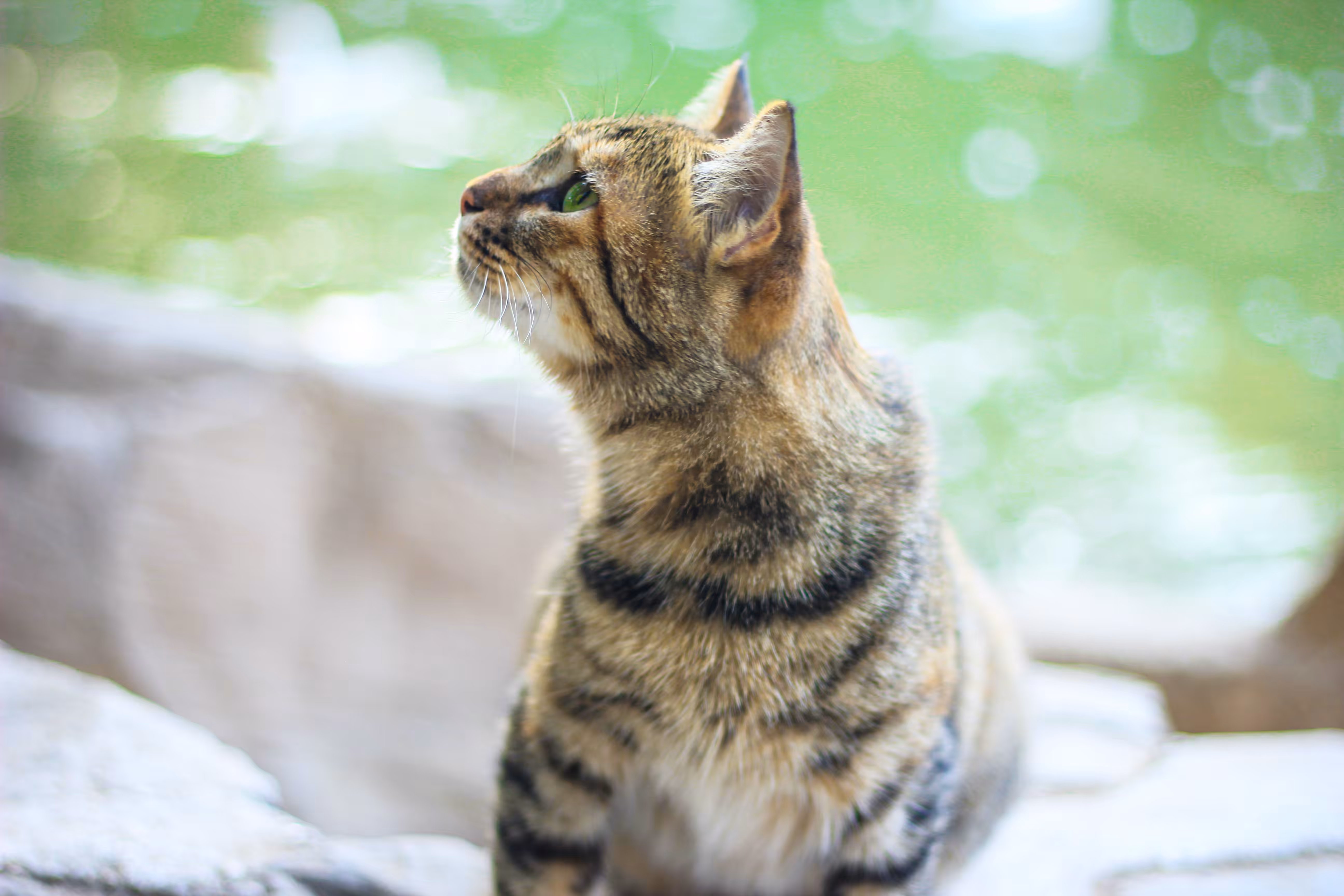 Kitty