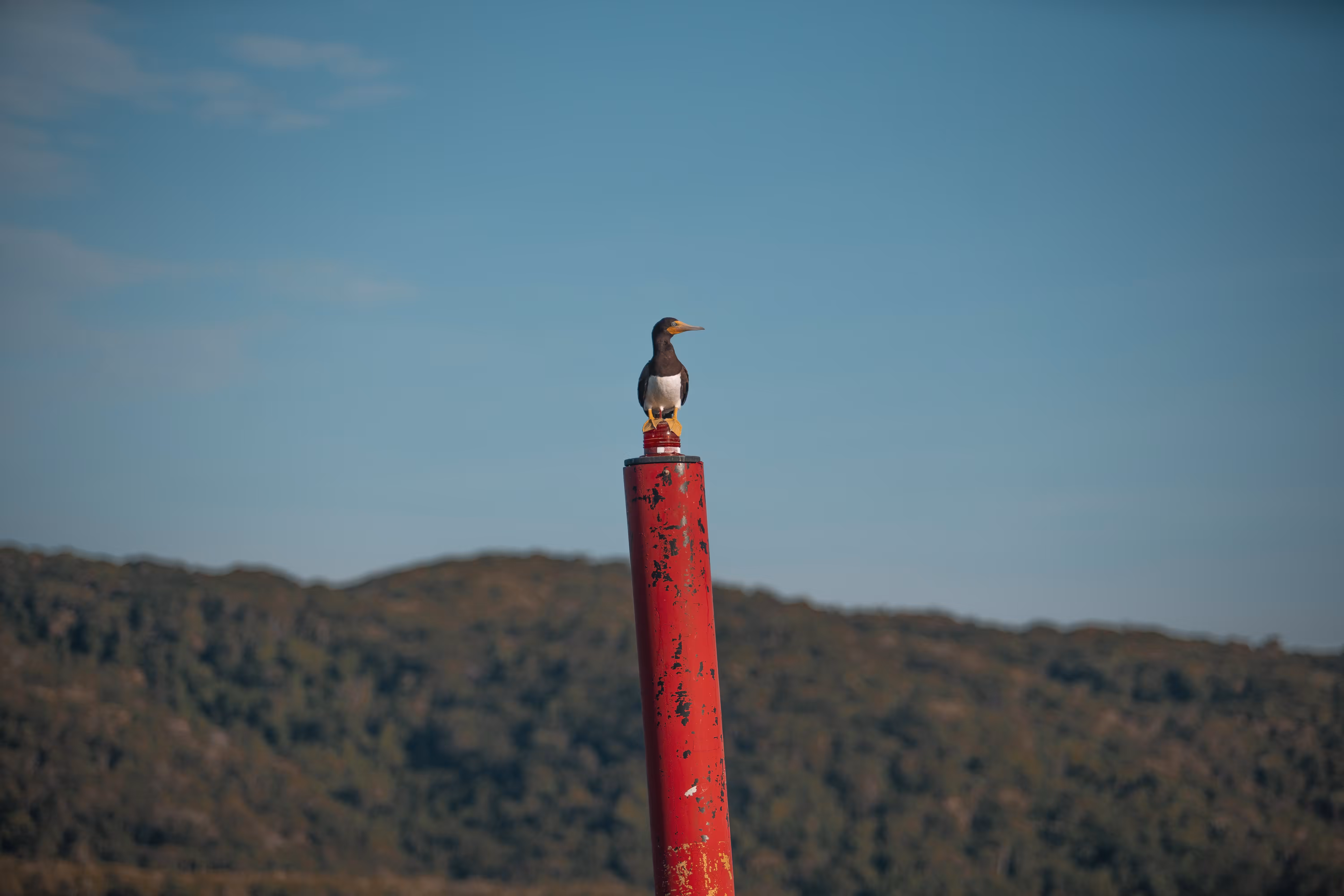 The ilha do Mel bird 